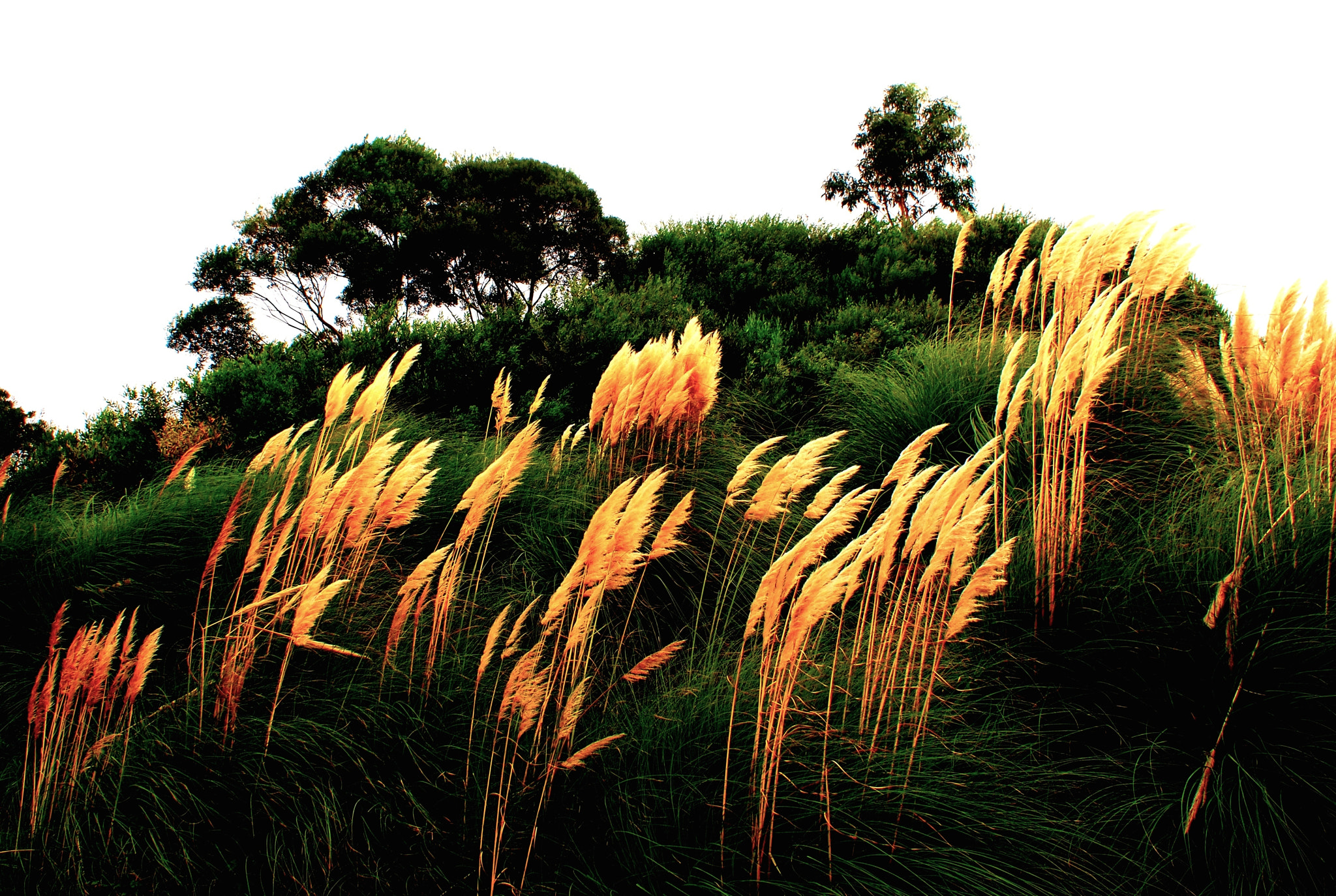 Olympus PEN E-P1 sample photo. Backlit grasses photography