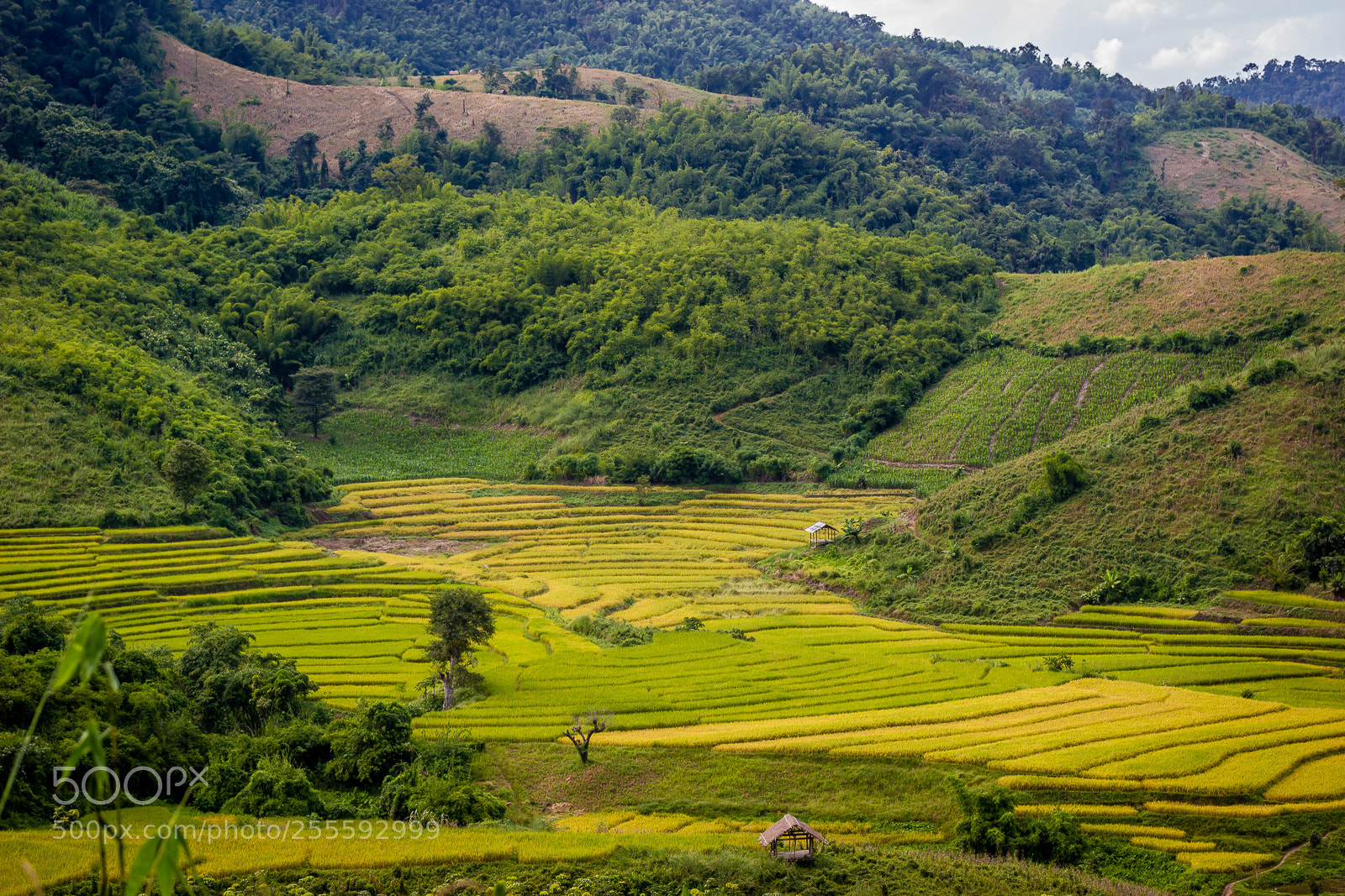 Canon EOS 550D (EOS Rebel T2i / EOS Kiss X4) sample photo. Lamnankok tea field photography