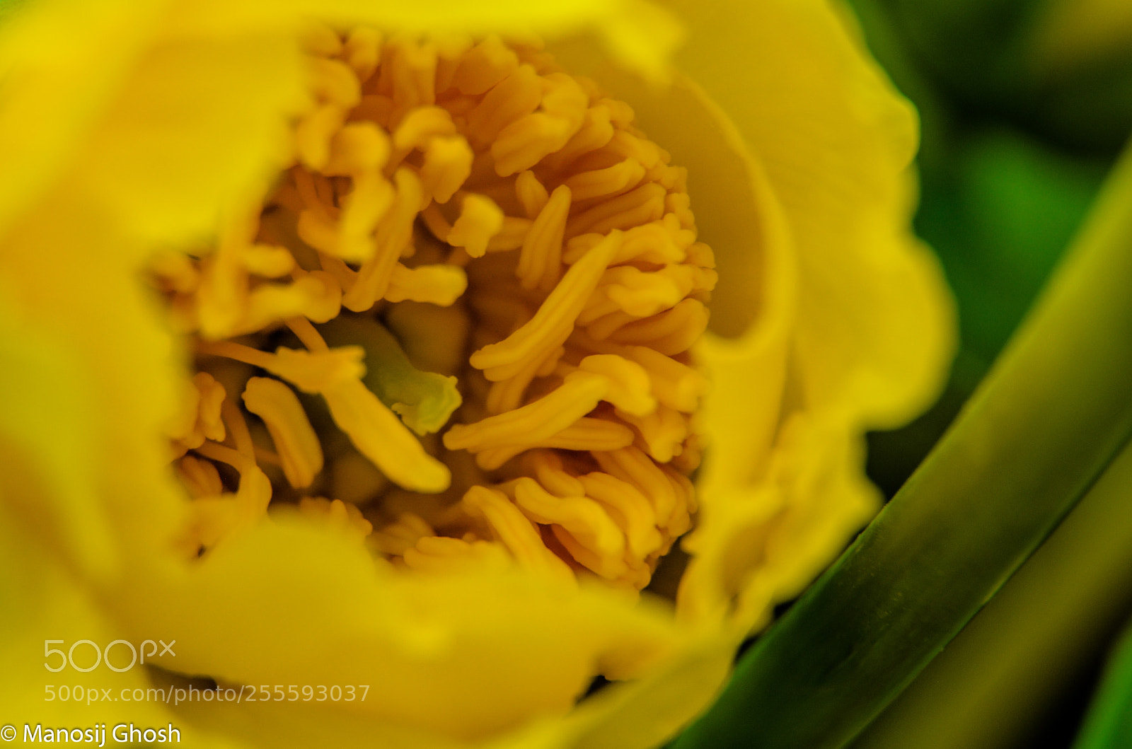 Nikon D5200 sample photo. Whorl photography