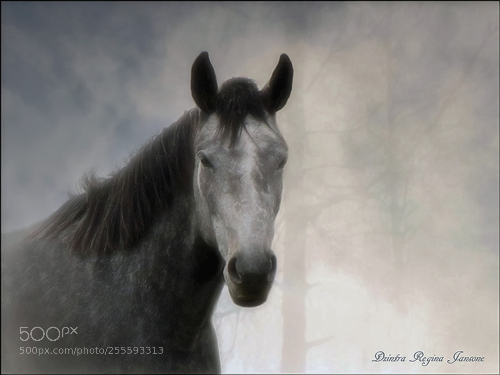 Canon PowerShot SX20 IS sample photo. Horse in mist photography