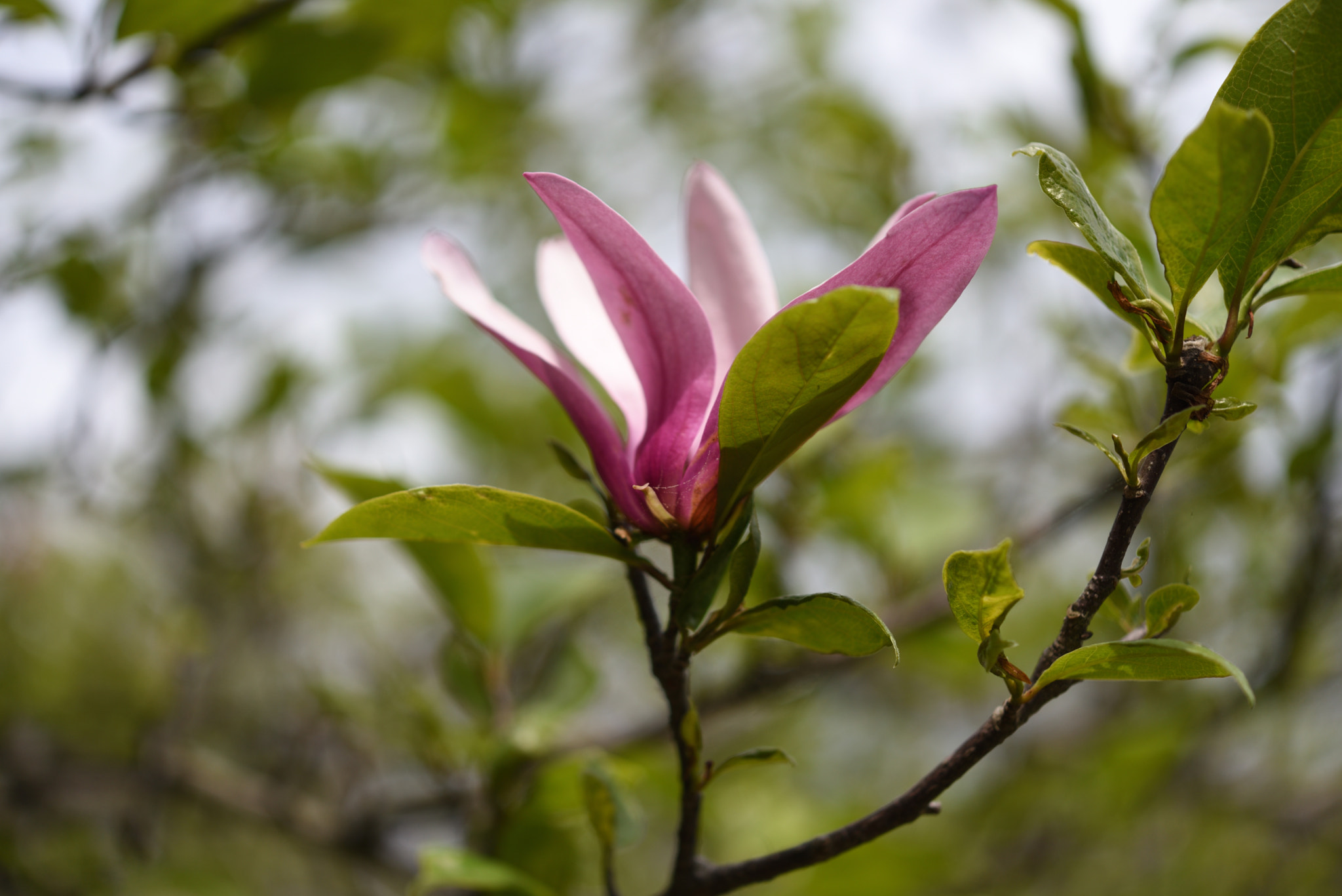 Nikon AF-S Micro-Nikkor 60mm F2.8G ED sample photo. モクレン 野々市中央公園 photography