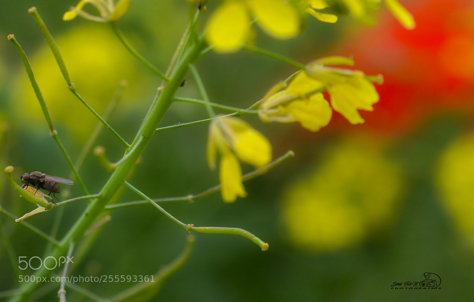 Nikon D3100 sample photo. Untitled photography