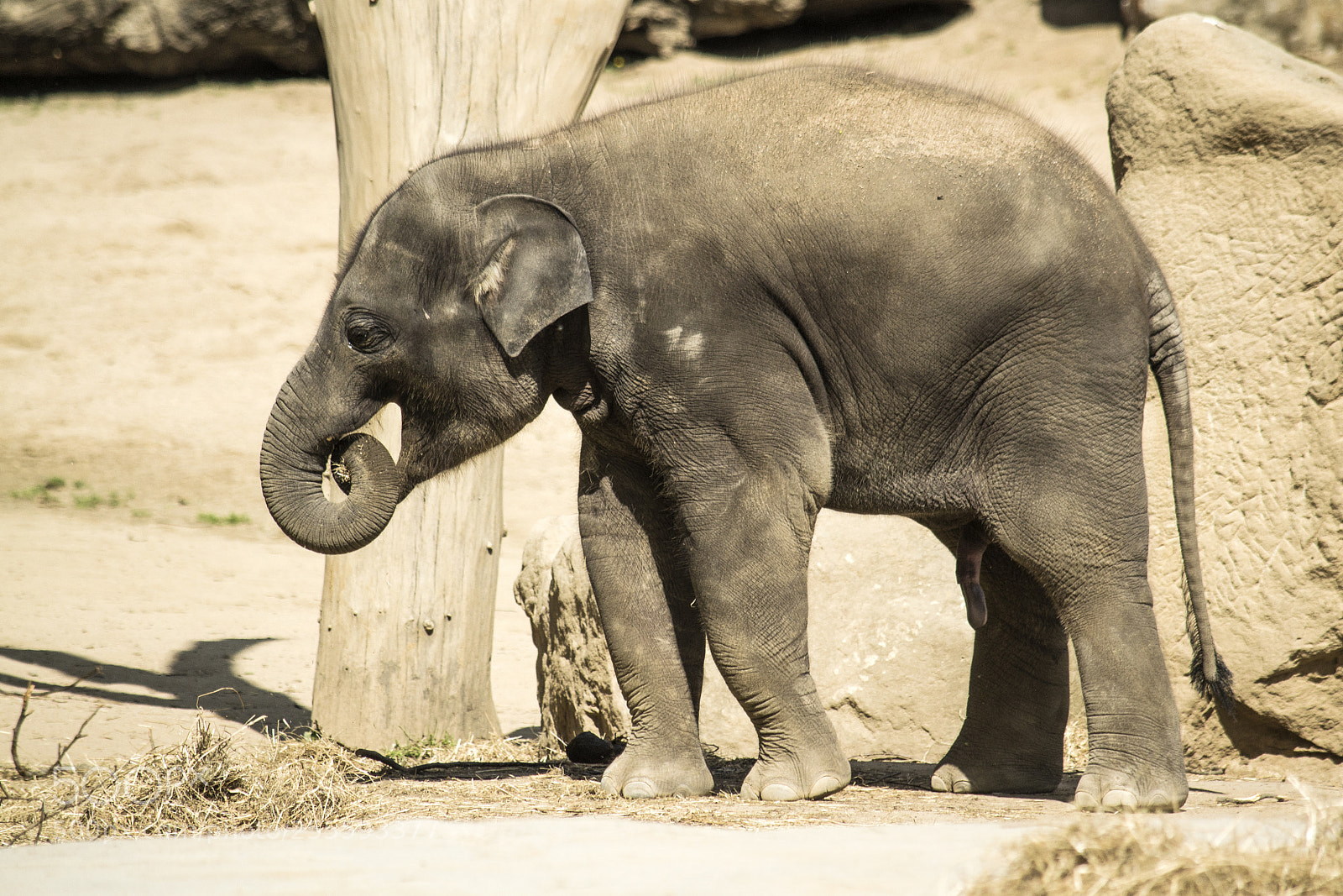 Nikon D3100 sample photo. Elephant (elephas maximus) photography
