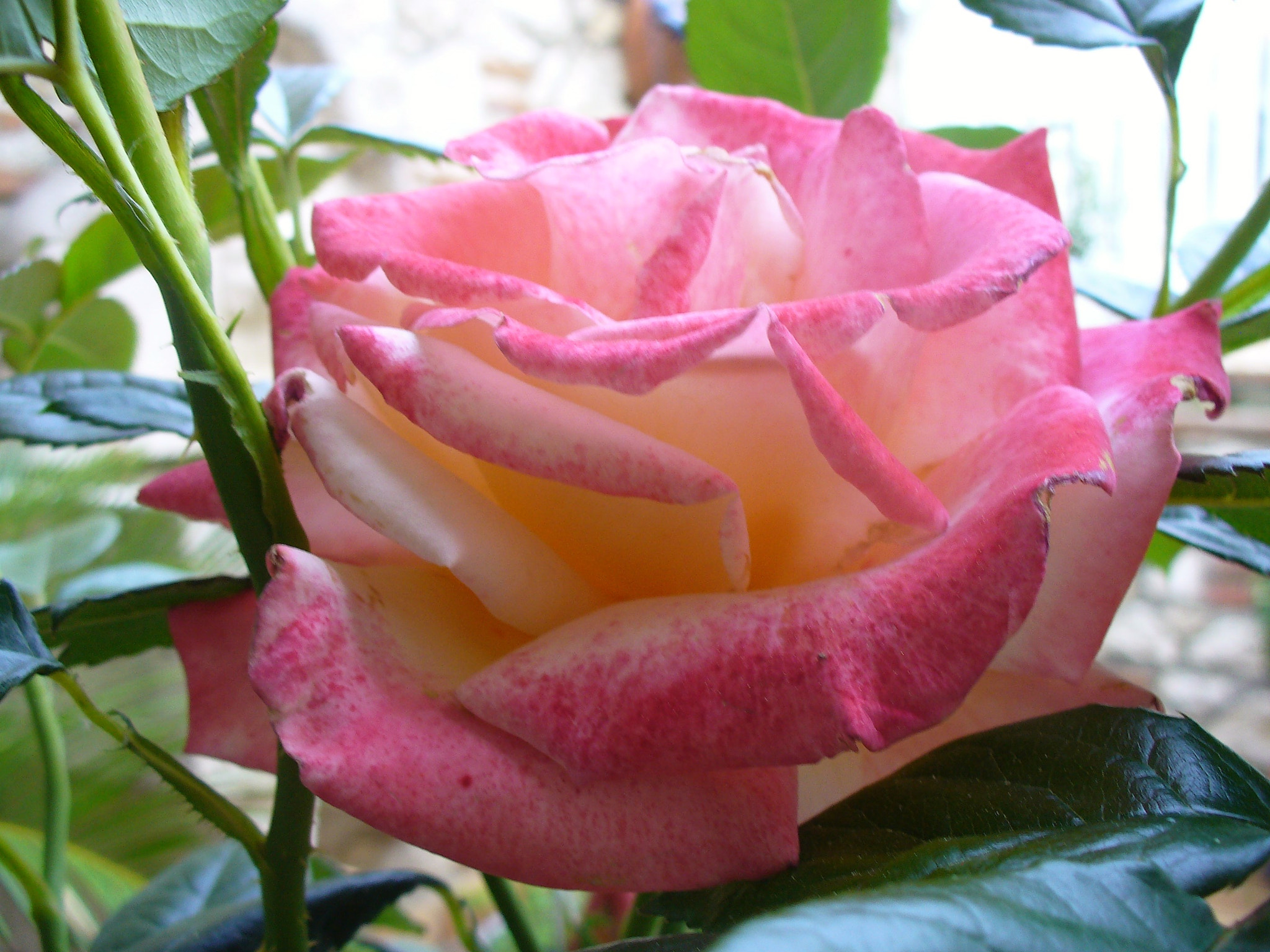 Panasonic DMC-LZ5 sample photo. Rose - pink (rose) photography