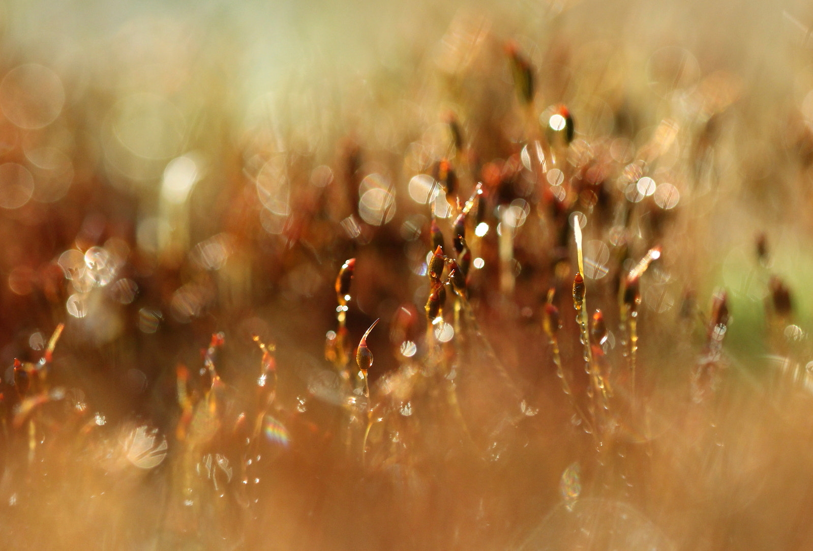 Canon EOS 60D sample photo. In the morning photography