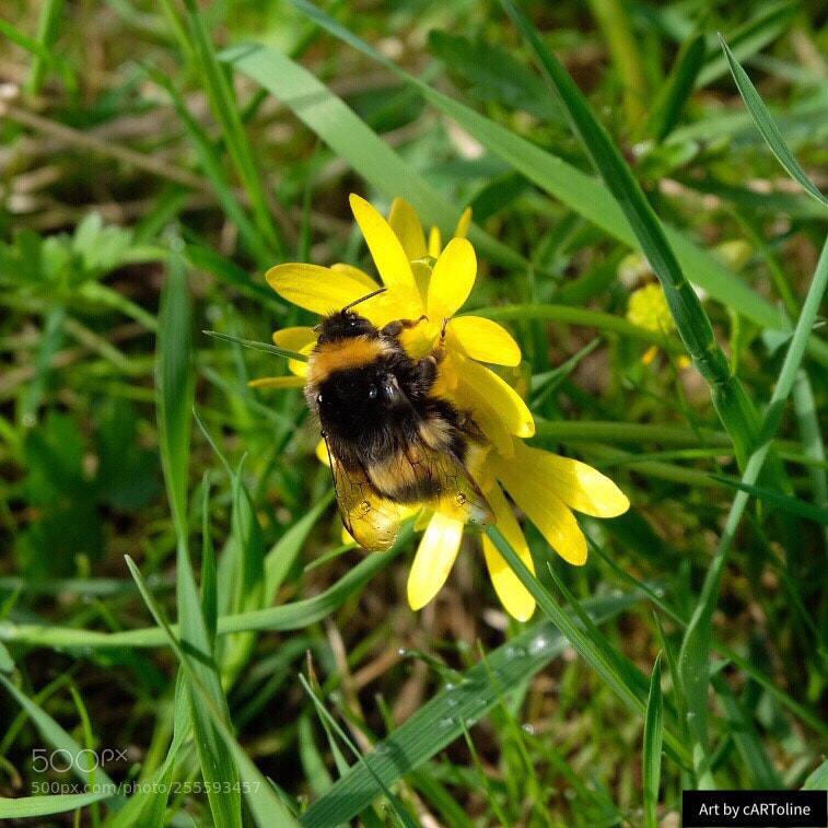 Fujifilm X-T20 sample photo. Bumblebee  photography