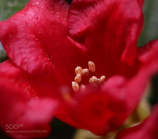 Canon EOS 70D sample photo. Red flower photography
