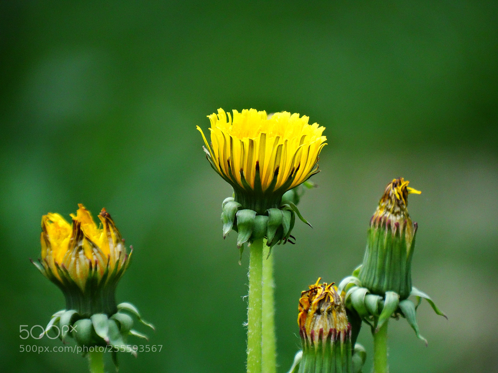 Sony Cyber-shot DSC-HX300 sample photo. Dandelion photography