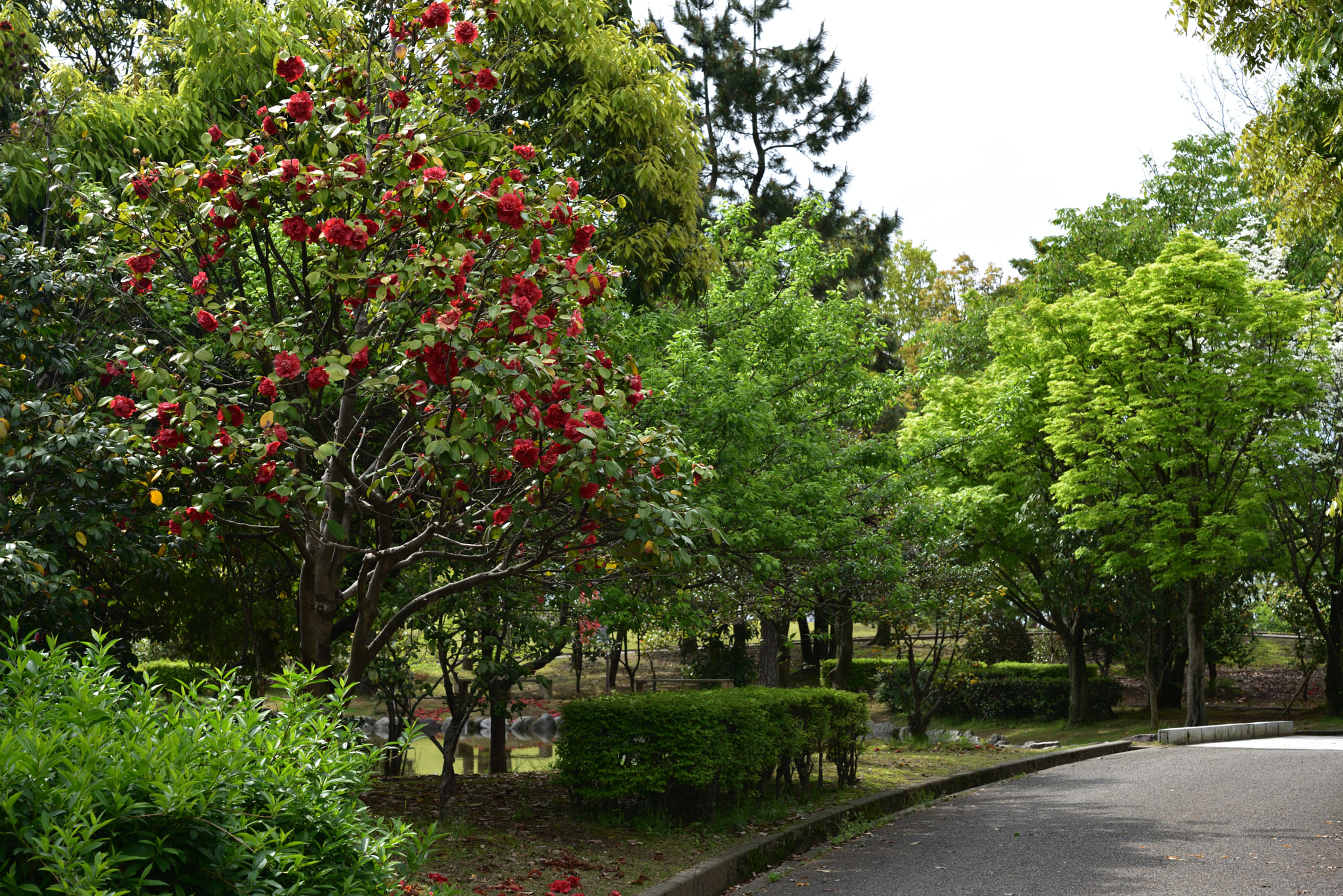 Nikon AF-S Micro-Nikkor 60mm F2.8G ED sample photo. ツバキと新緑 野々市中央公園 photography