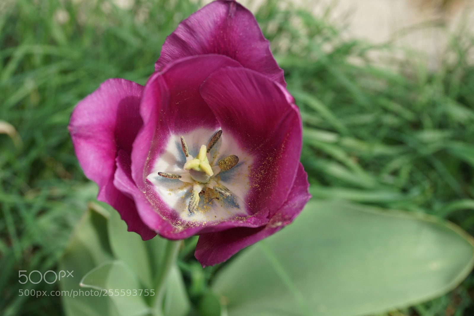 Sony a6300 sample photo. Spring time photography