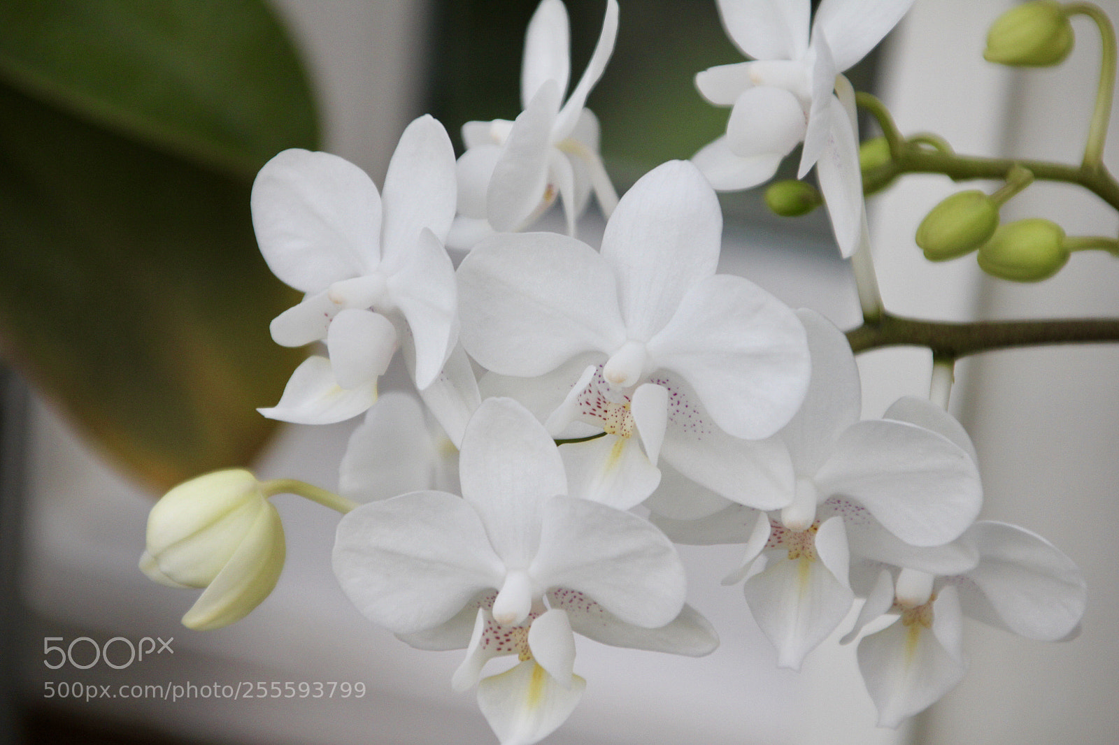 Canon EOS 550D (EOS Rebel T2i / EOS Kiss X4) sample photo. Orchids photography