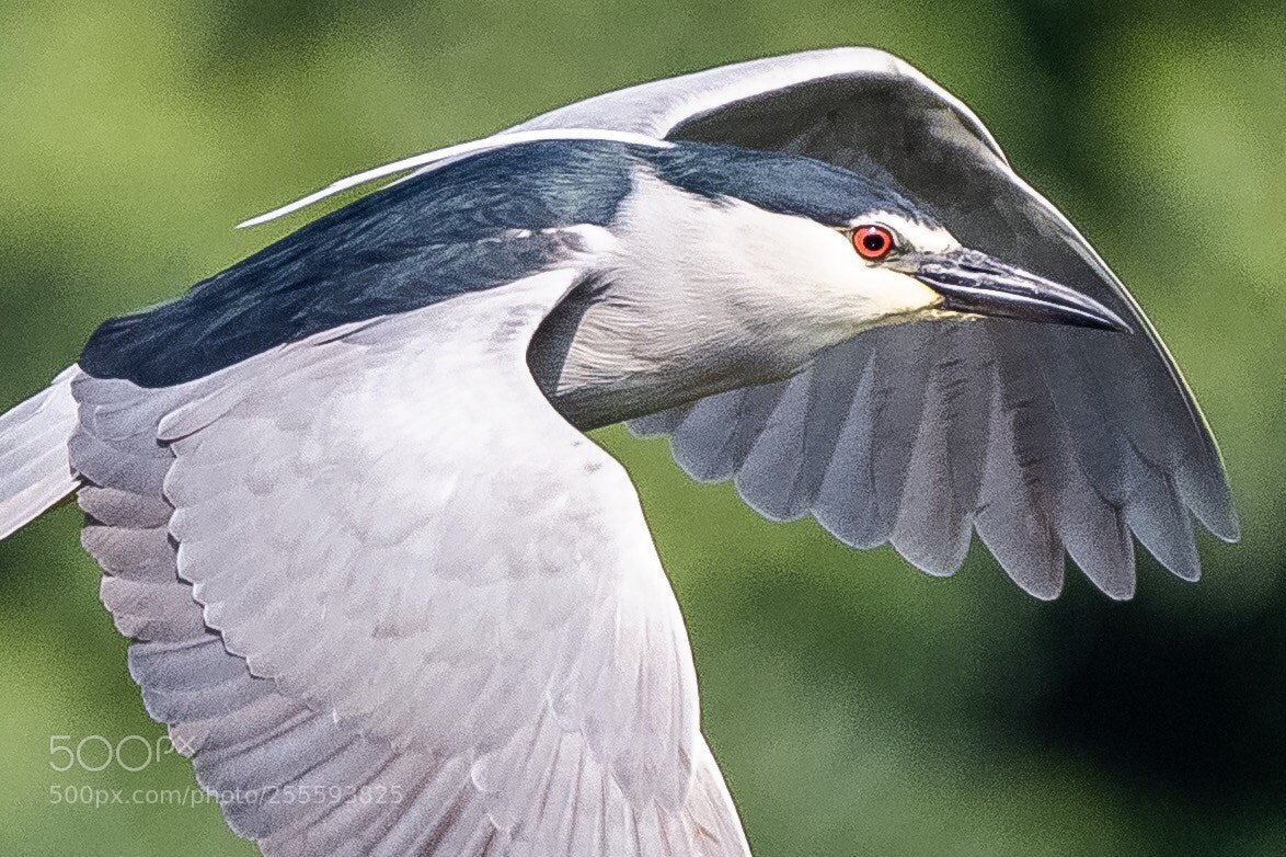 Nikon D500 sample photo. Focus photography
