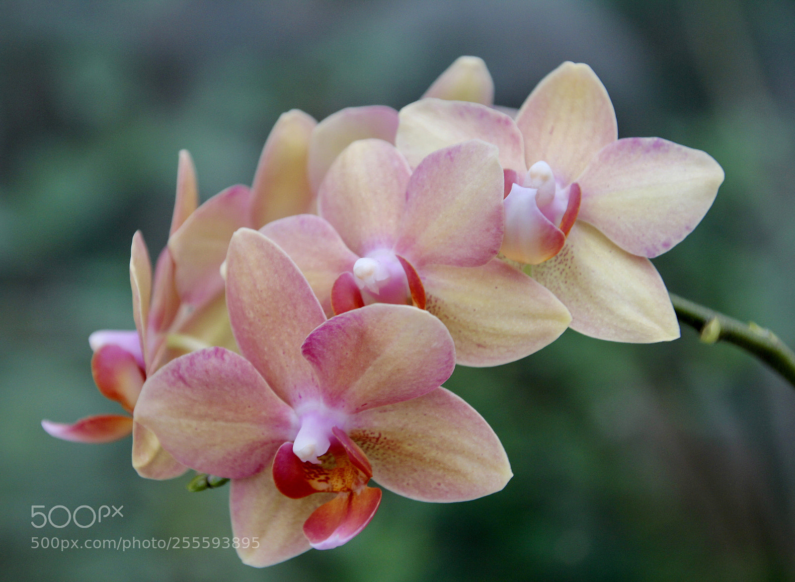 Canon EOS 550D (EOS Rebel T2i / EOS Kiss X4) sample photo. Orchids photography