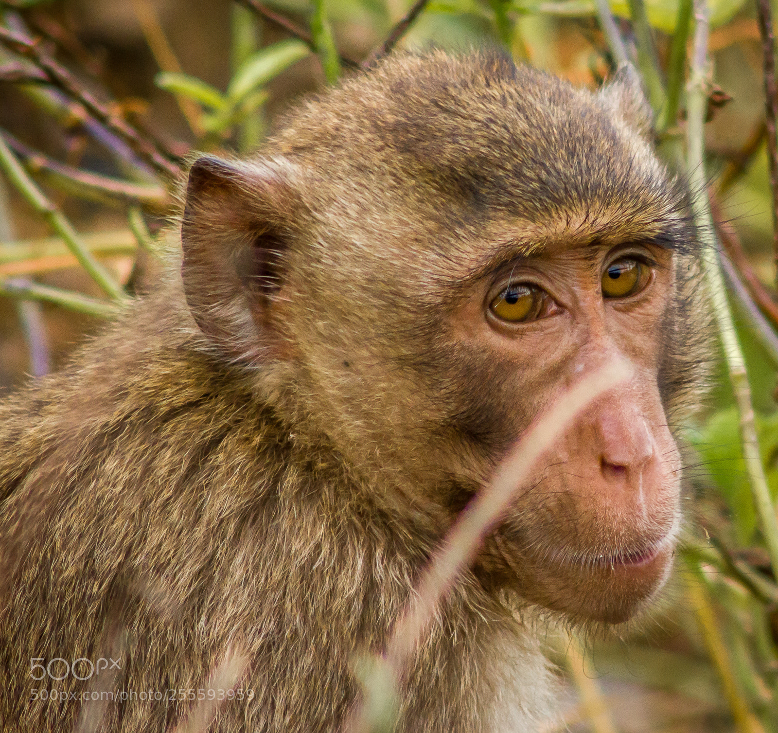 Canon EOS 550D (EOS Rebel T2i / EOS Kiss X4) sample photo. Macaque on monkey island photography