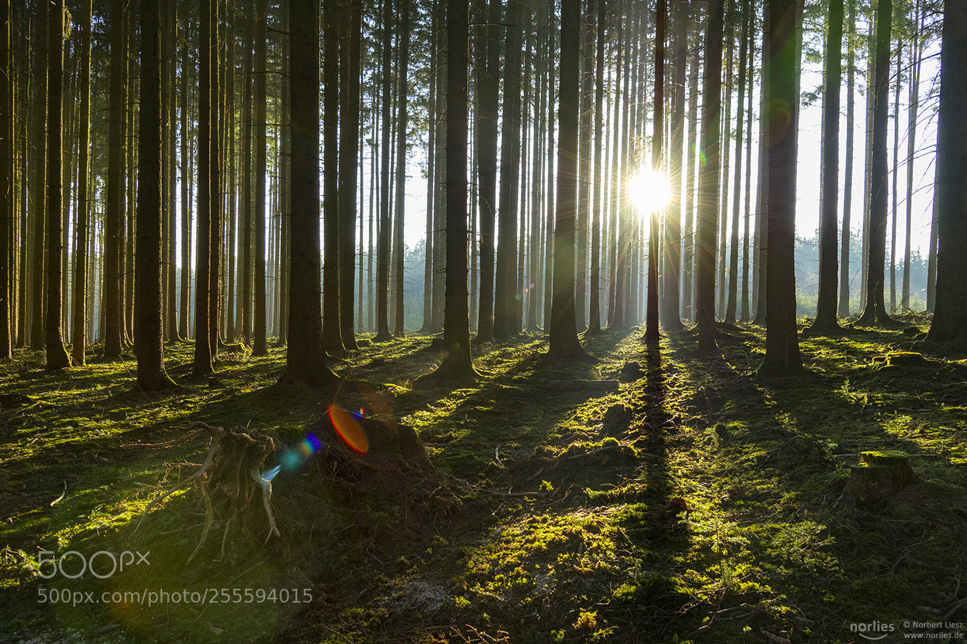 Nikon D850 sample photo. Light in the forest photography