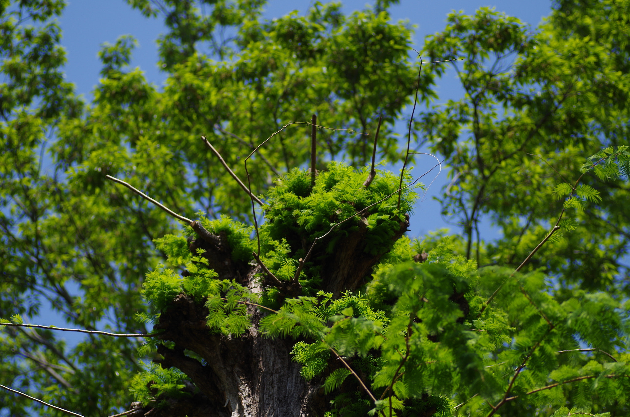 Pentax K-30 + Tamron SP AF 90mm F2.8 Di Macro sample photo. Fresh green buds. photography
