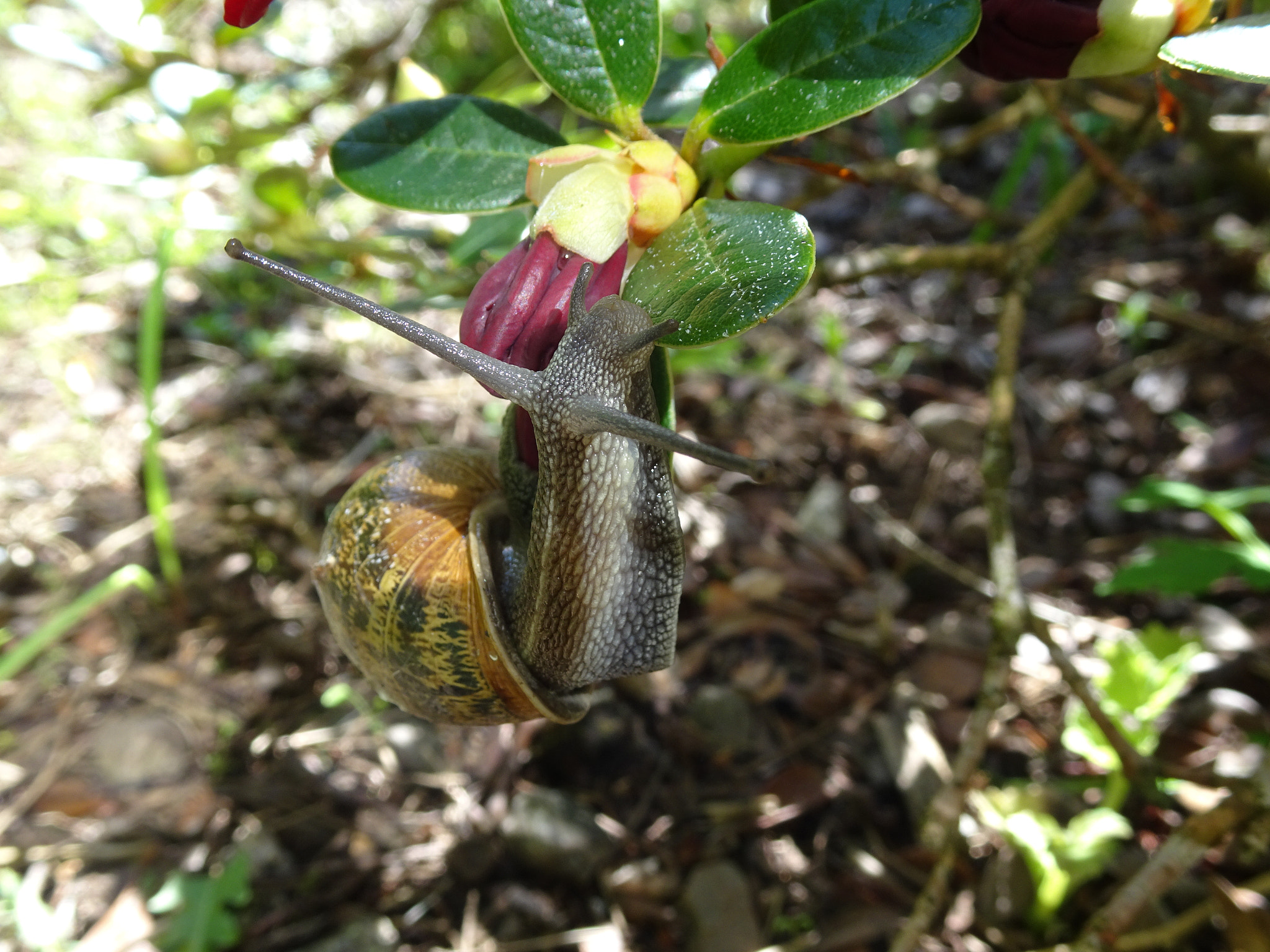 Sony Cyber-shot DSC-WX500 sample photo. Snail on flower photography