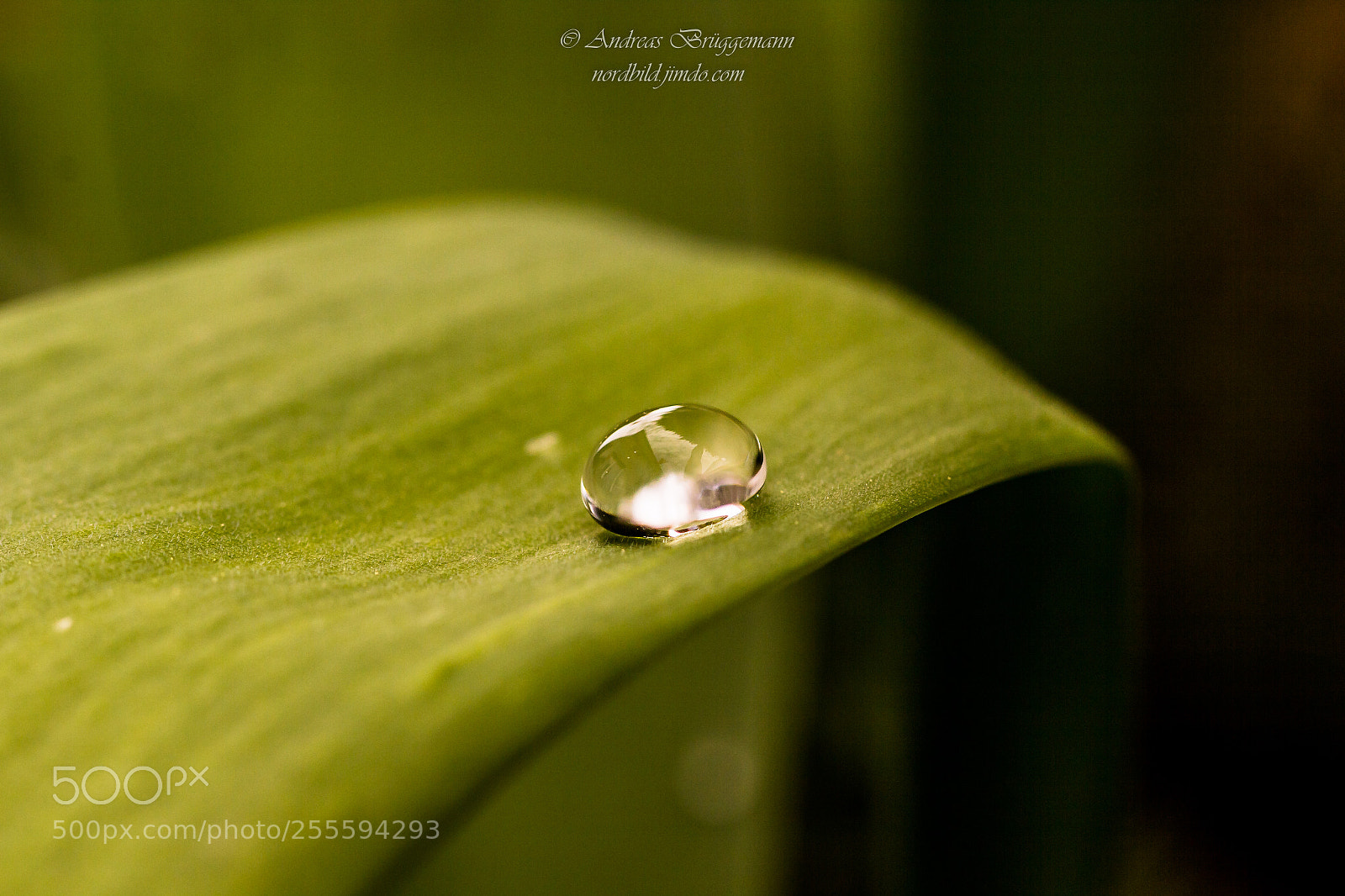 Canon EOS 60D sample photo. On the green photography