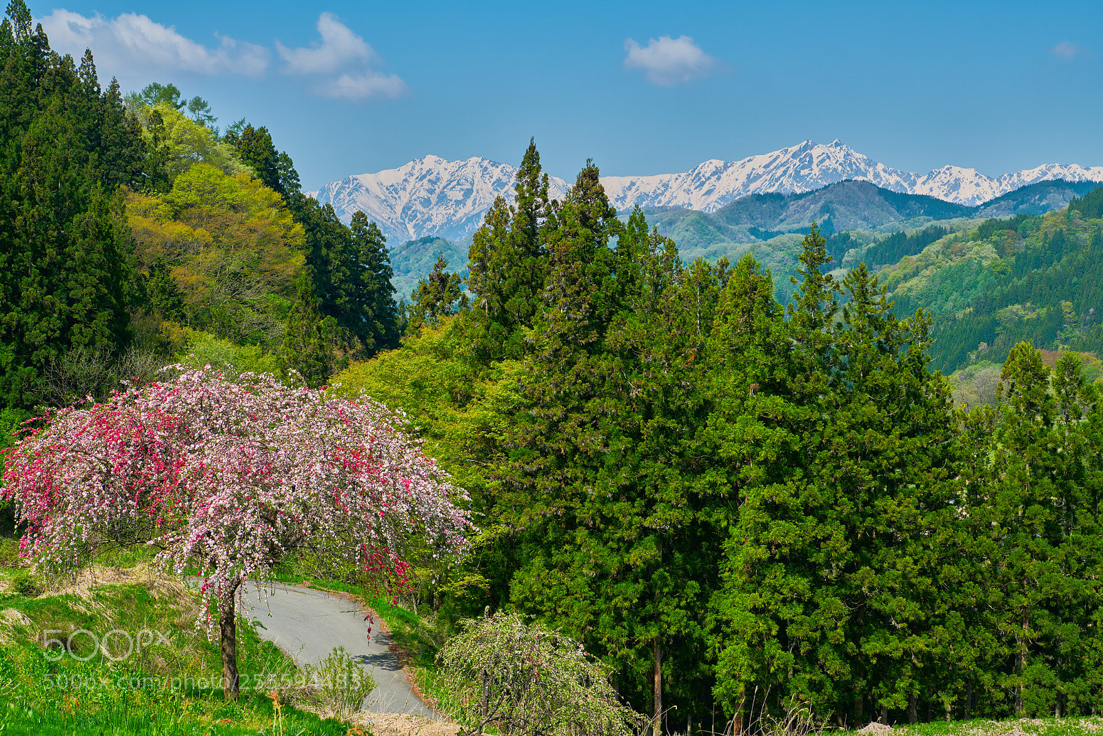 Nikon D850 sample photo. Mountain spring photography