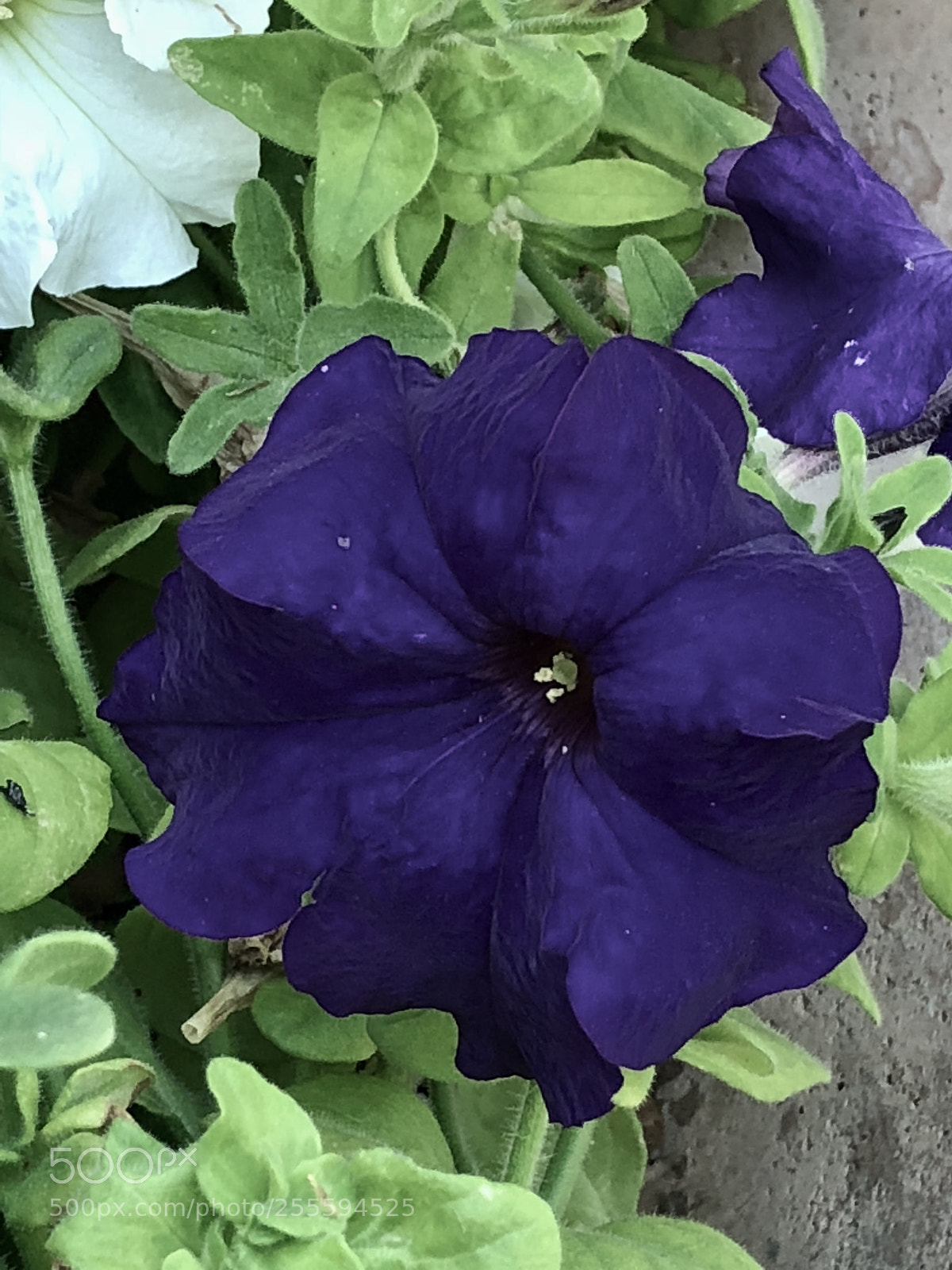 Apple iPhone 8 Plus sample photo. Flower photography