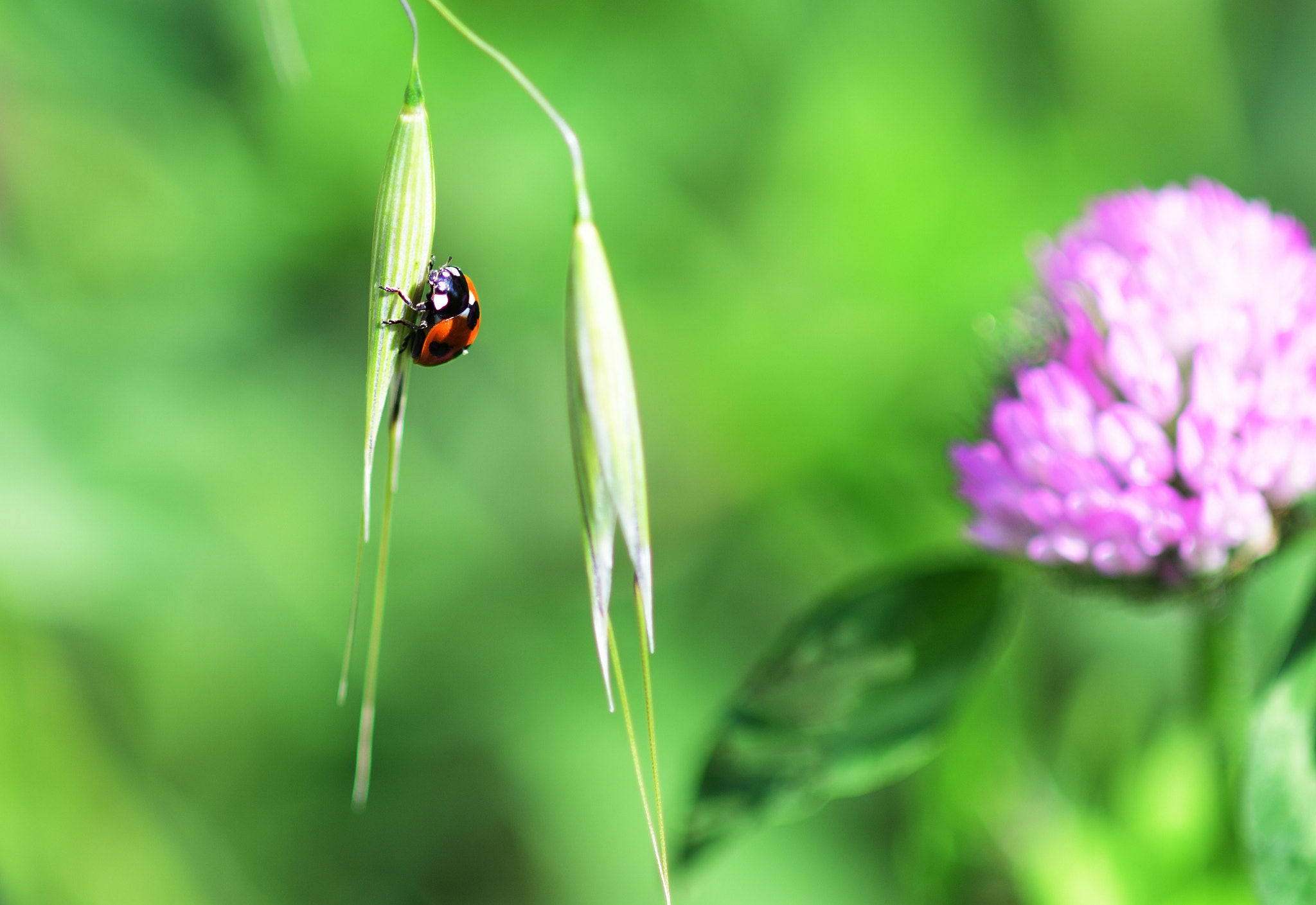 Sigma 105mm F2.8 EX DG Macro sample photo. てんとうむし photography