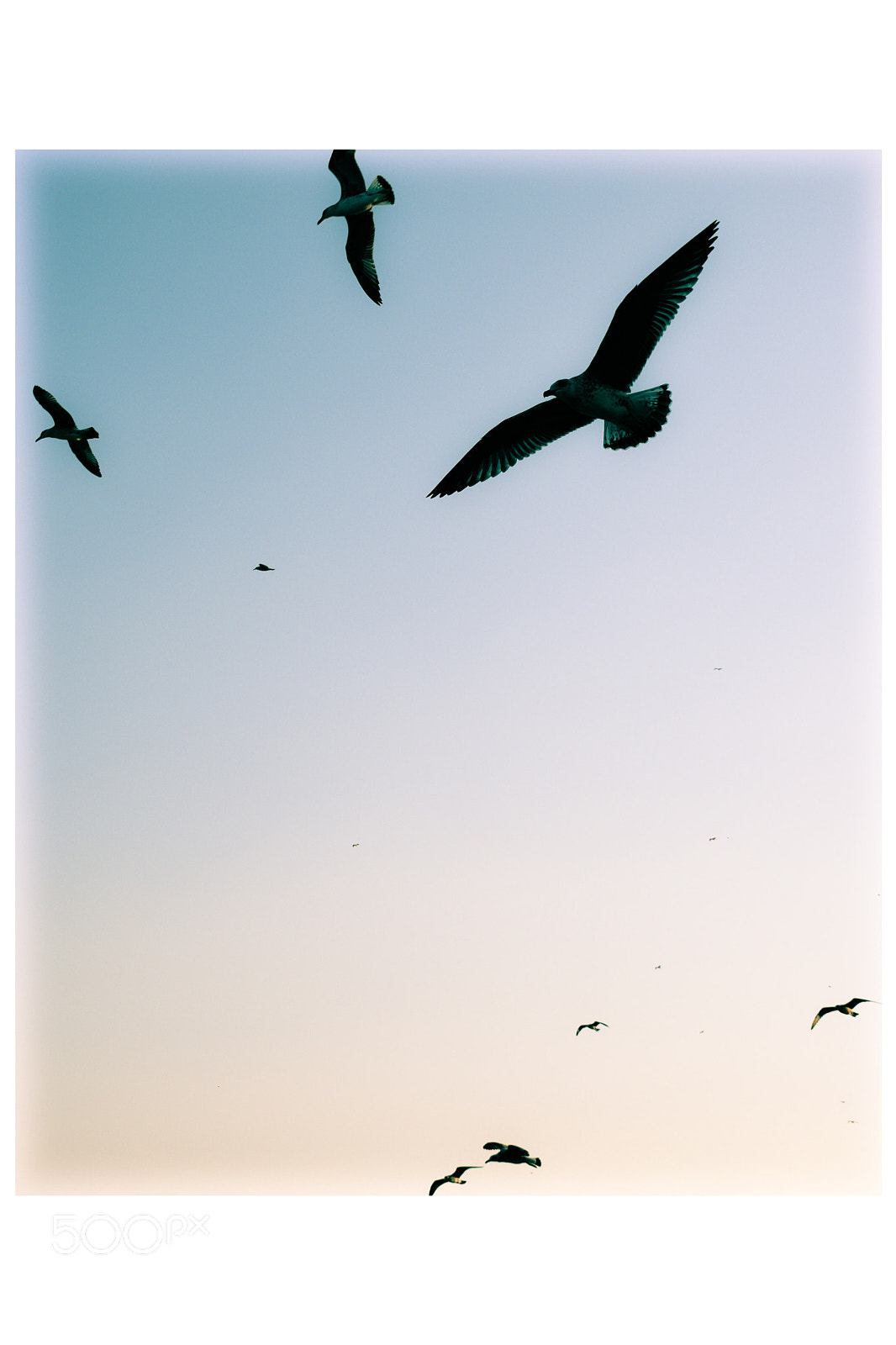Nikon D3300 sample photo. Fly photography