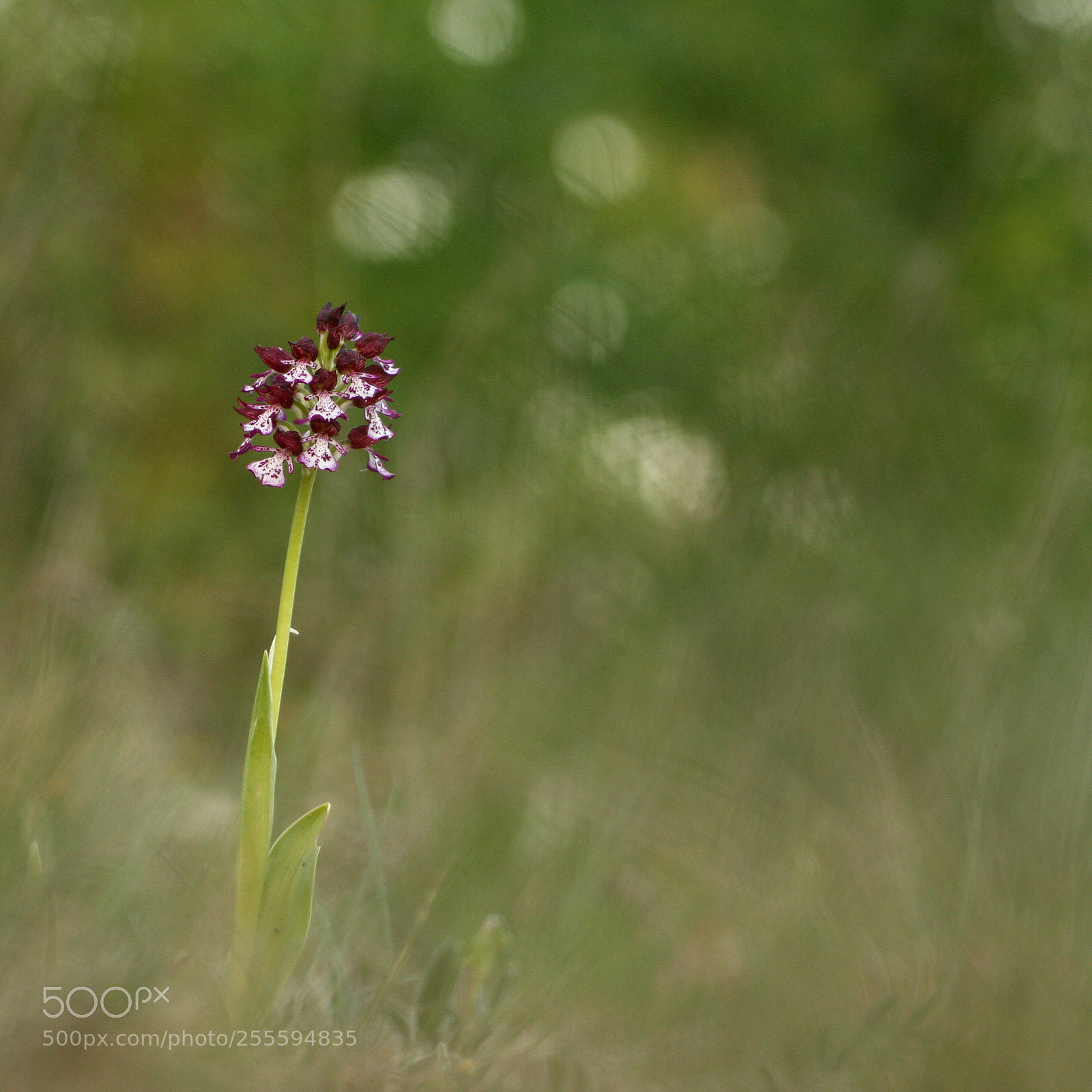 Canon EOS 40D sample photo. Orchis pourpre photography