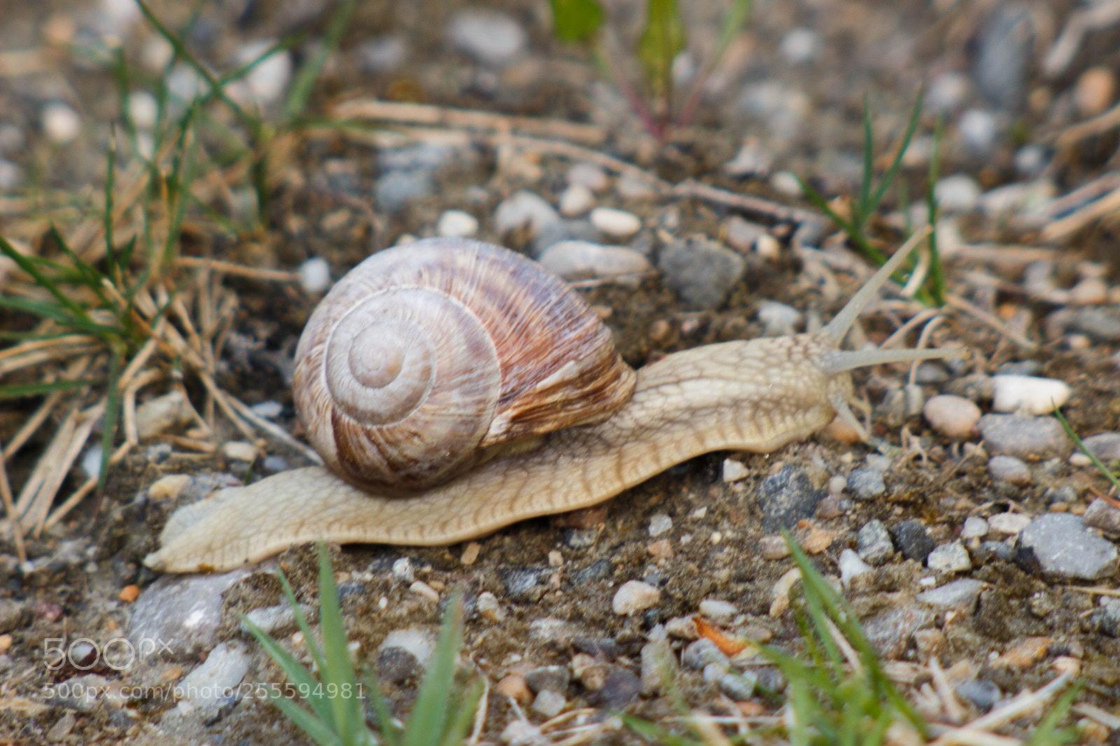 Canon EOS 100D (EOS Rebel SL1 / EOS Kiss X7) sample photo. Snail photography