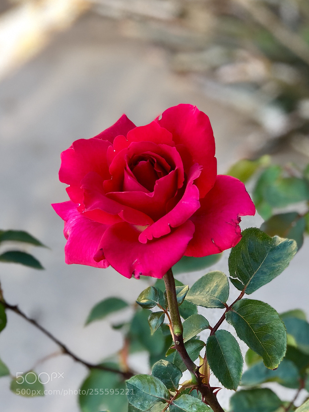 Apple iPhone 8 Plus sample photo. Pink rose photography