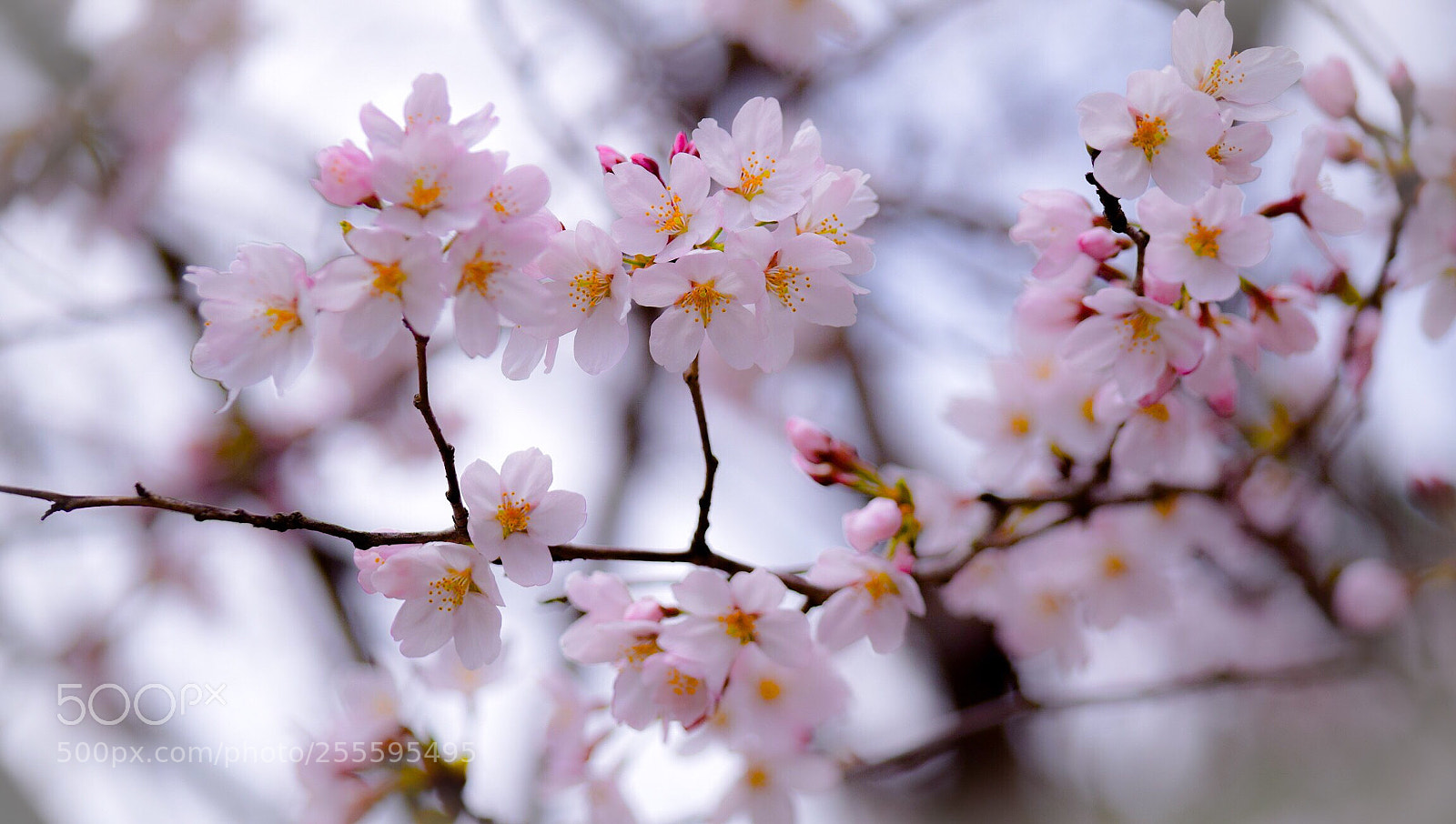 Nikon D5300 sample photo. Refreshers vl photography