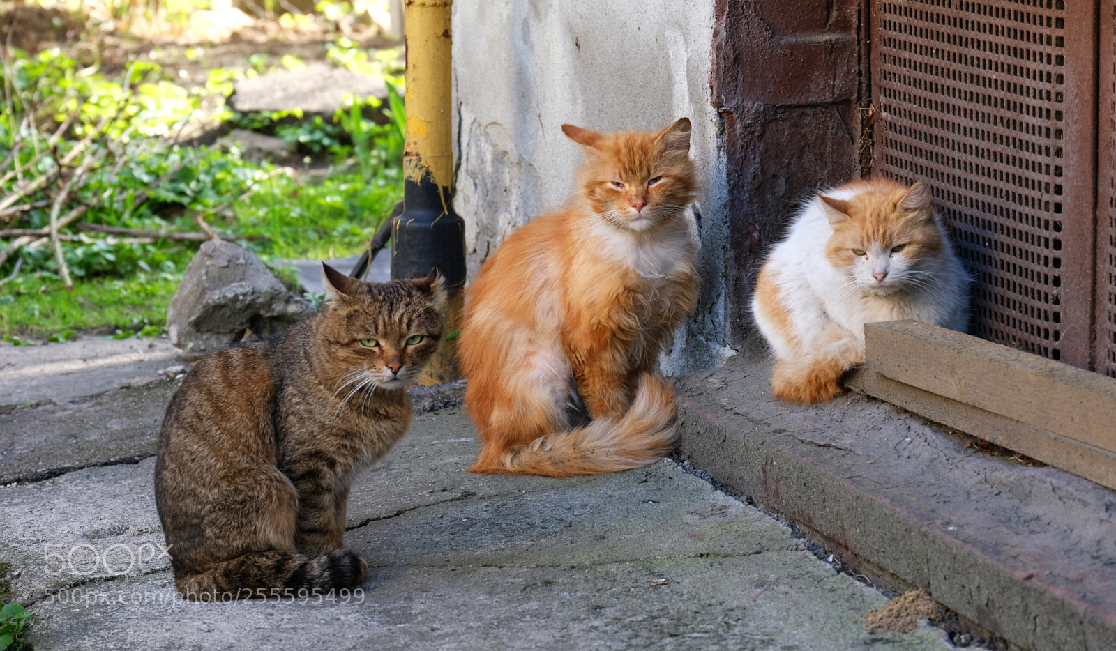 Fujifilm X-T20 sample photo. Cat color spectrum photography