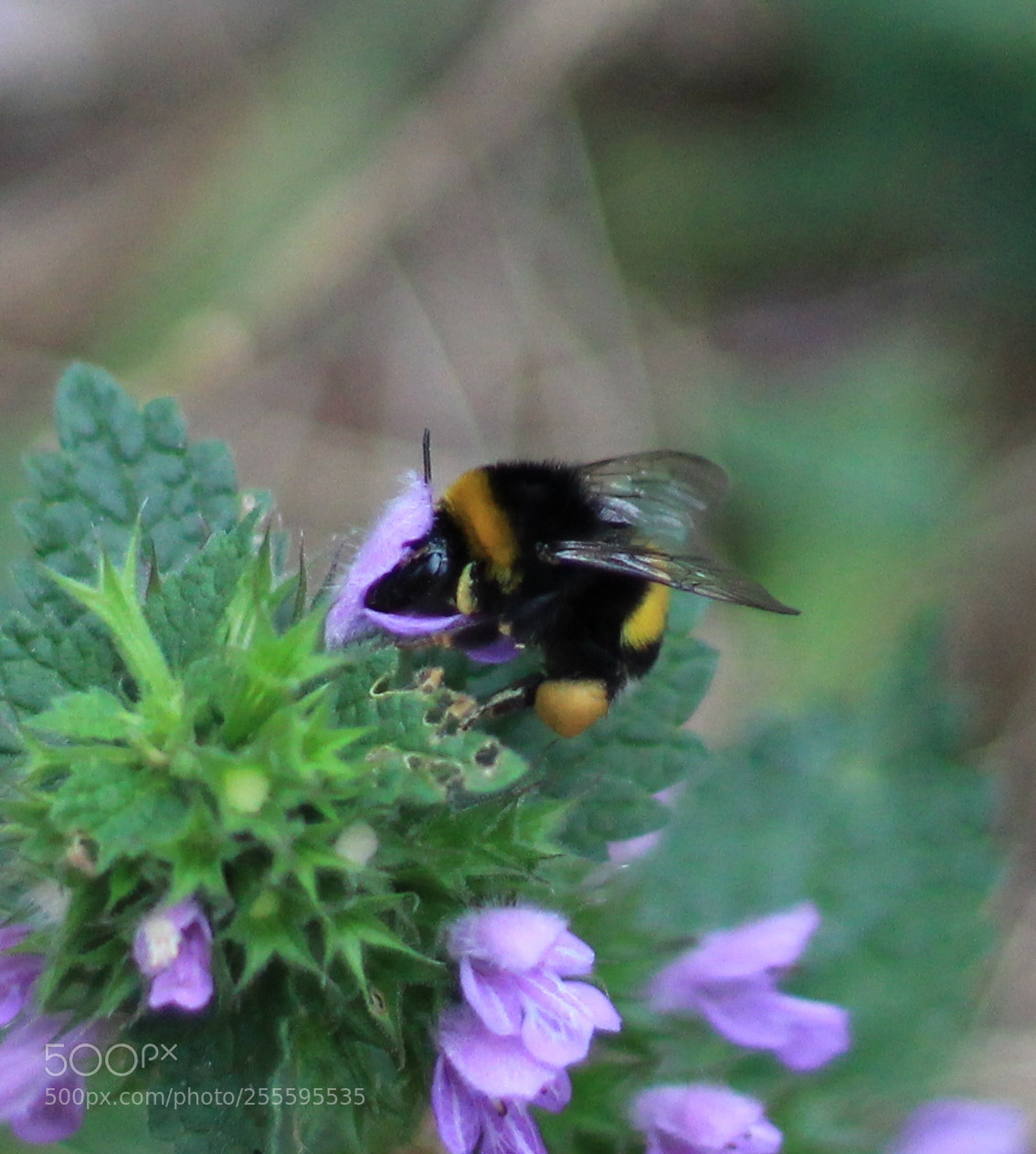 Canon EOS 1200D (EOS Rebel T5 / EOS Kiss X70 / EOS Hi) sample photo. A bee photography