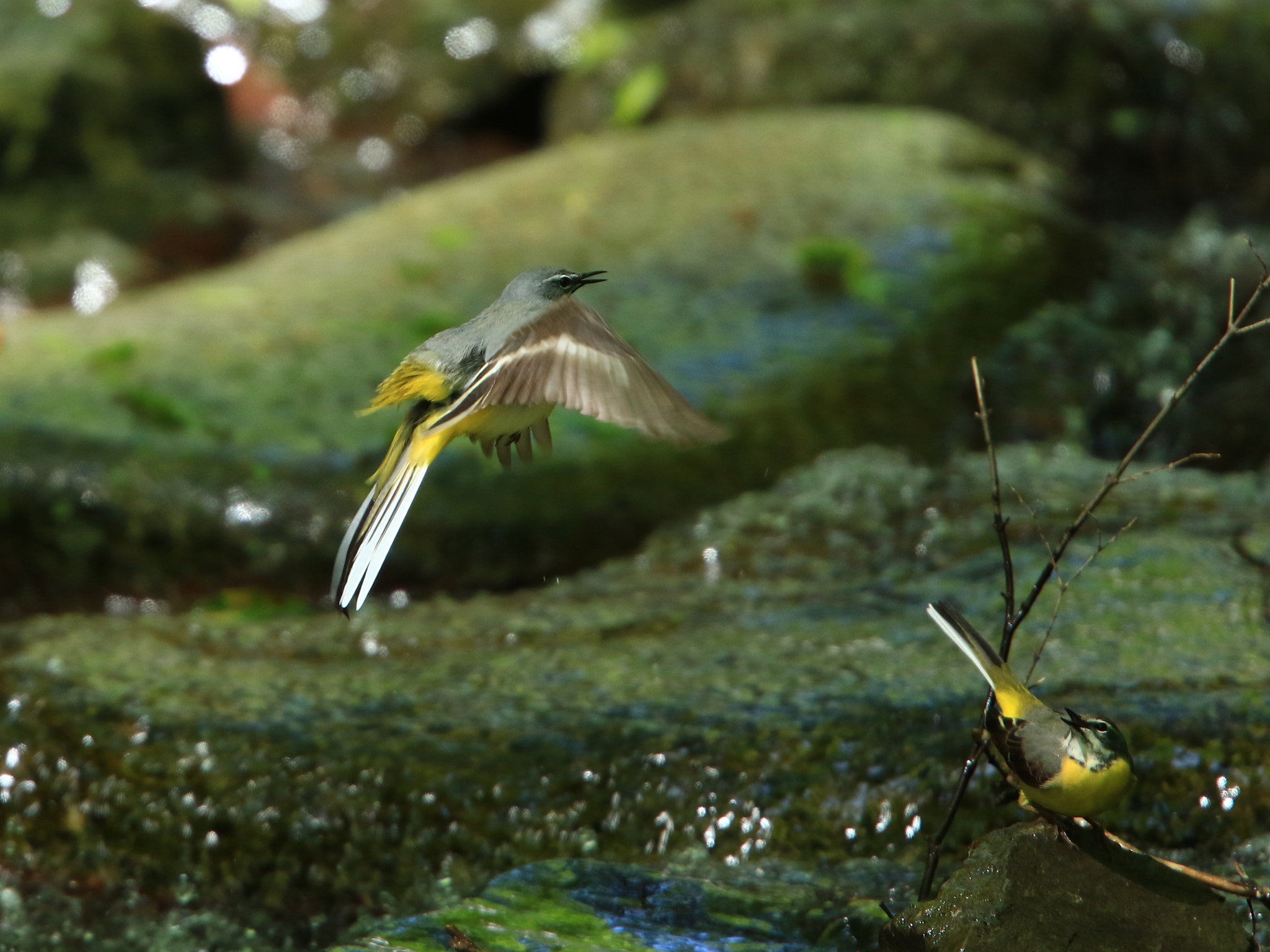 Canon EF 400mm F2.8L IS USM sample photo. キセキレイ求愛 ♥️ grey wagtail photography