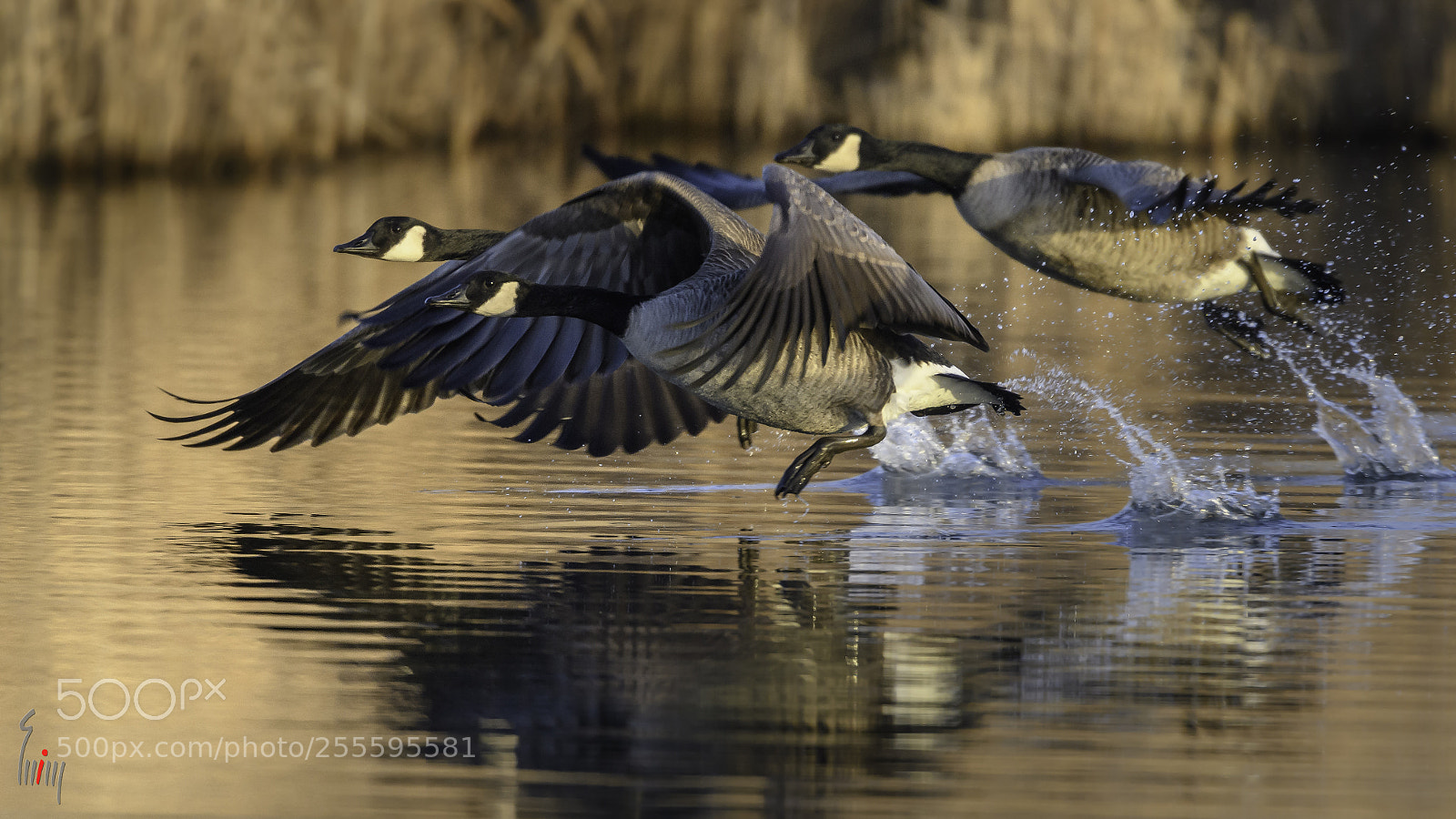 Nikon D500 sample photo. Canadian take-off photography