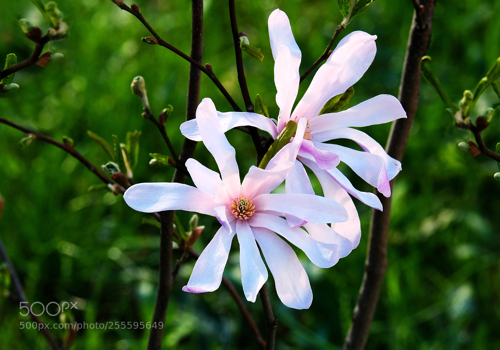 Fujifilm X-T20 sample photo. Magnolia flowering photography