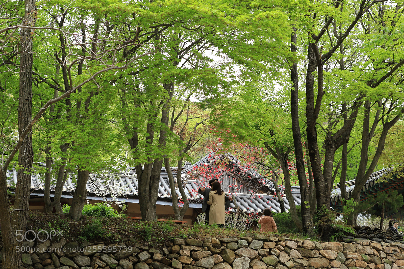 Canon EOS 6D Mark II sample photo. Bonny day photography