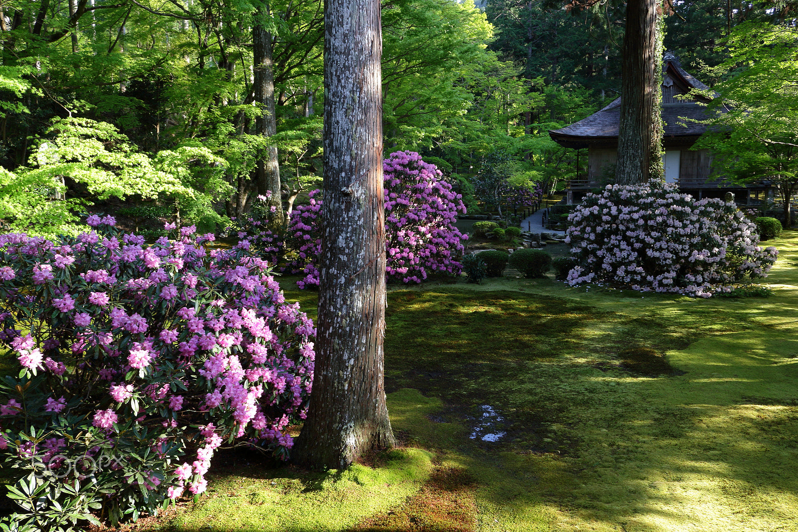 Canon EOS 100D (EOS Rebel SL1 / EOS Kiss X7) sample photo. Rhododendron photography