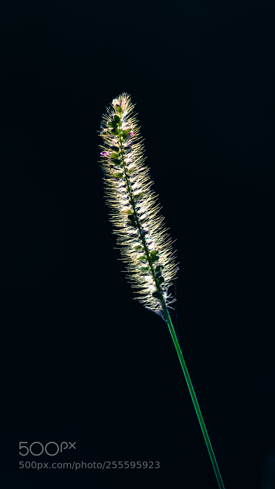 Sony a7 sample photo. Untitled photography