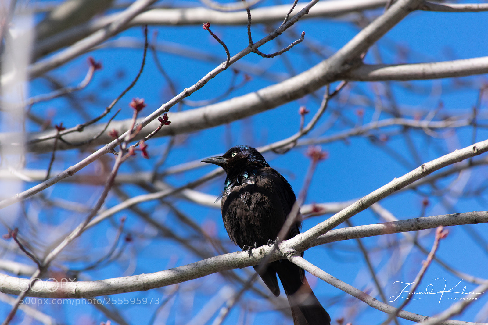 Nikon D3400 sample photo. Rusty blackbird  photography