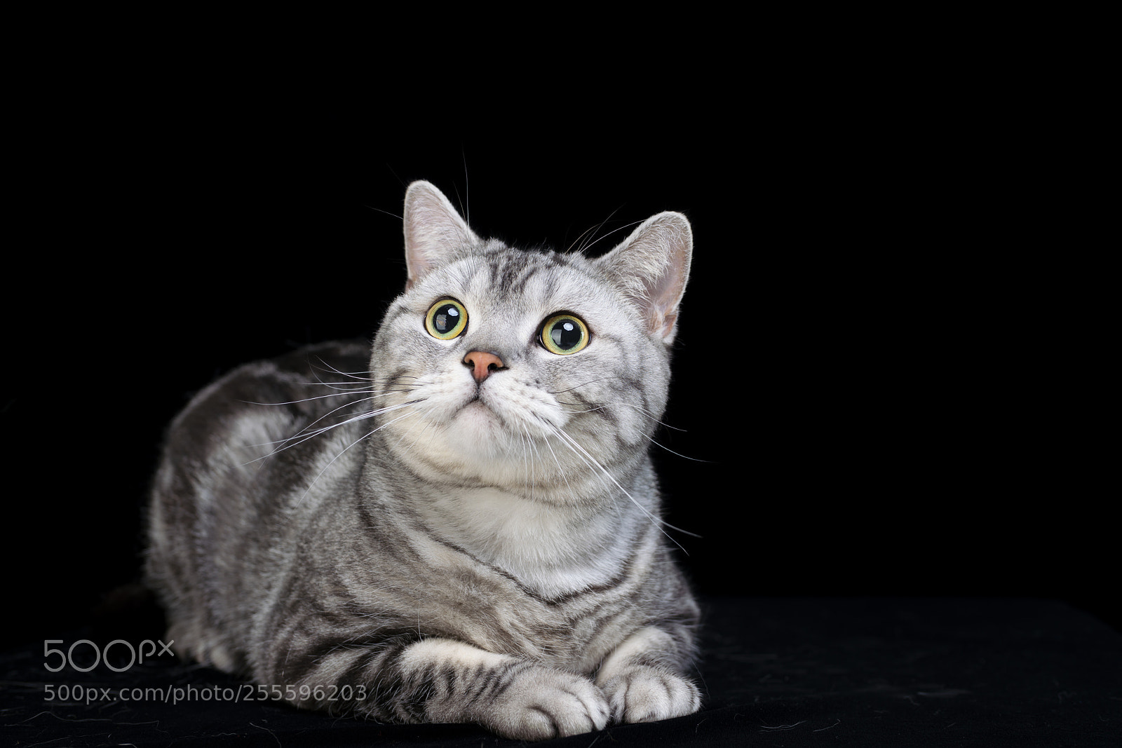 Sony a99 II sample photo. American short hair photography