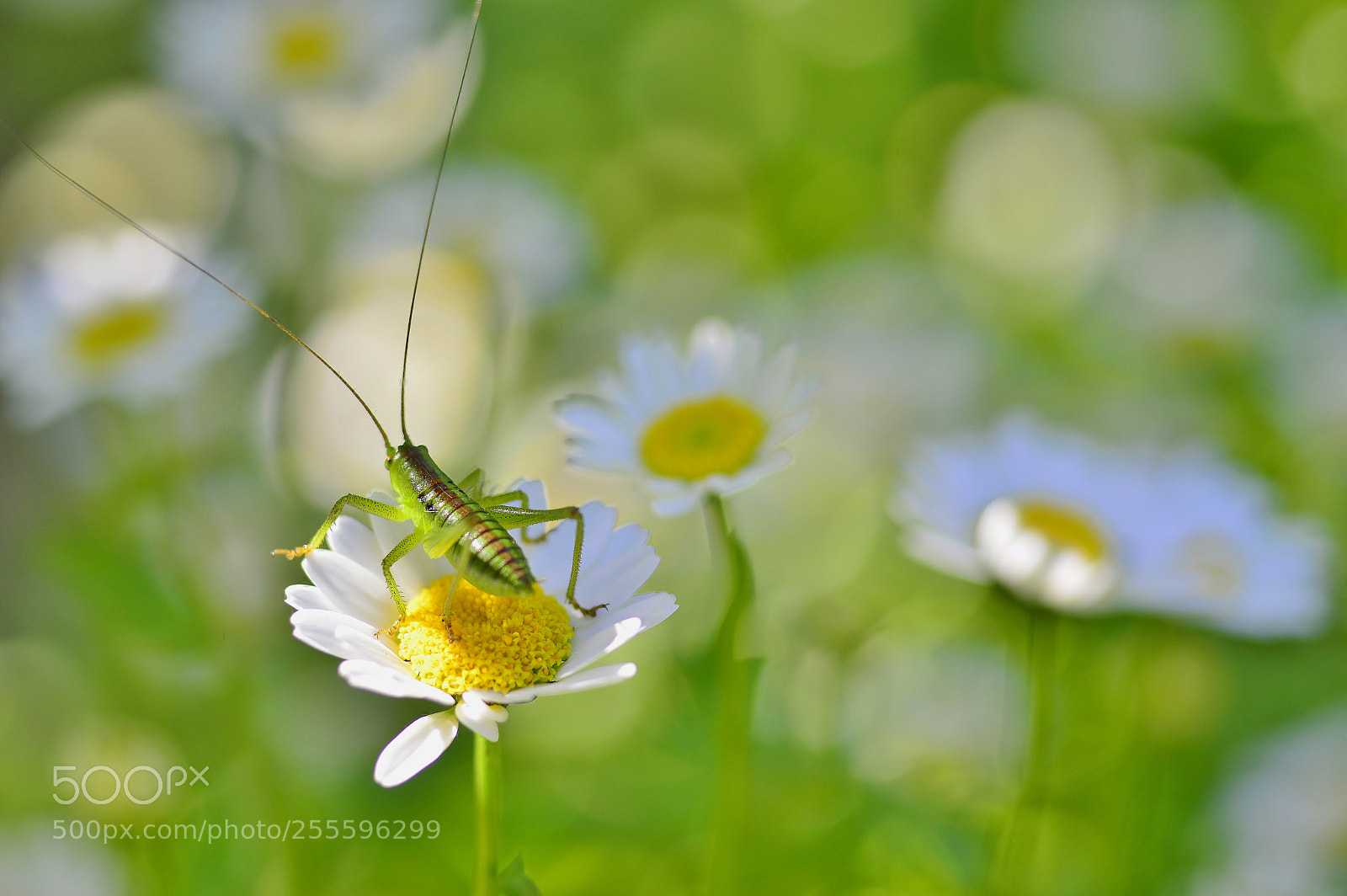 Nikon D3200 sample photo. Spring.......nature photography