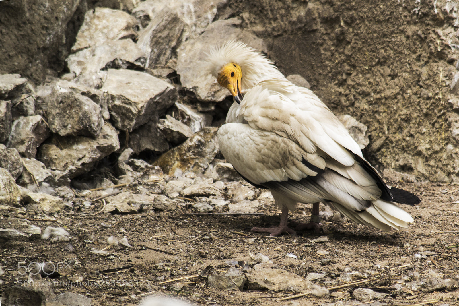 Nikon D3100 sample photo. Vulture (neophron percnopterus) photography