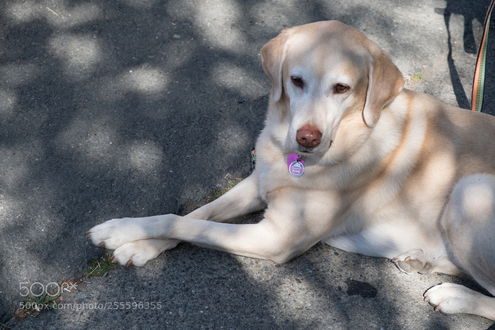 Fujifilm X-T20 sample photo. A certain dignity photography