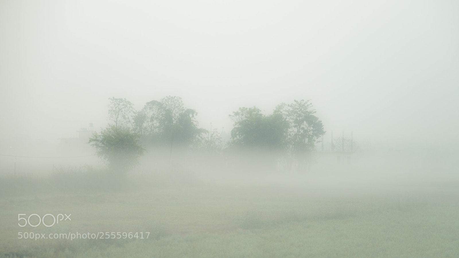 Nikon D610 sample photo. Fog photography