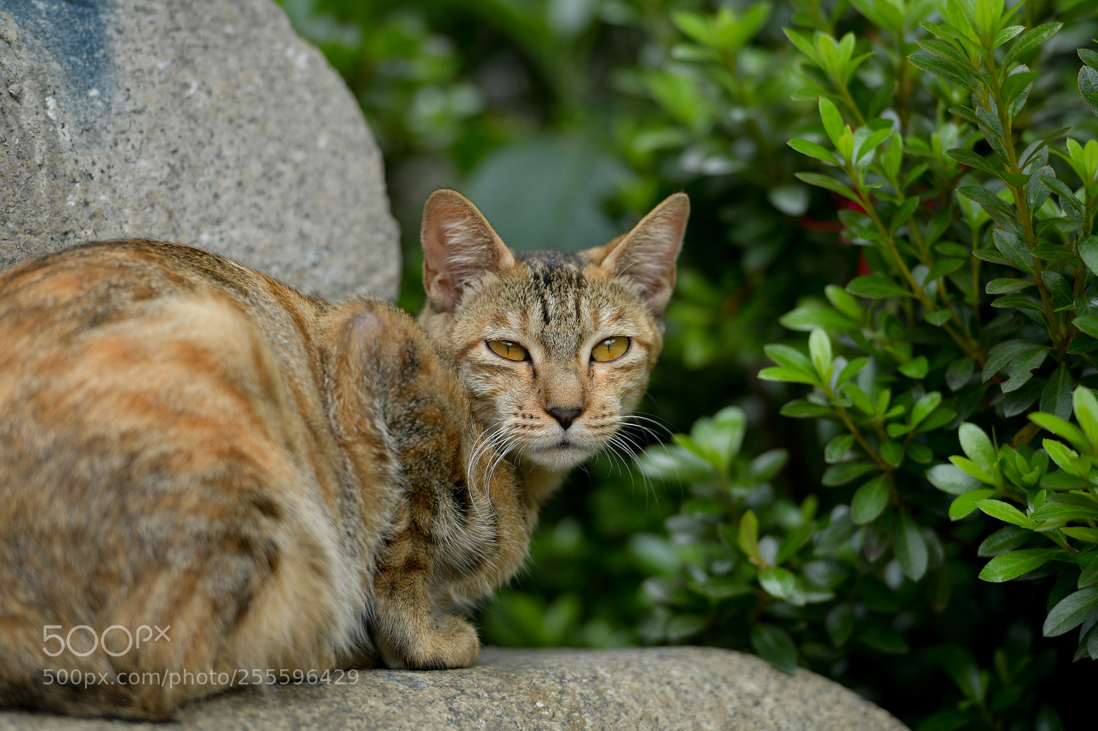 Nikon D850 sample photo. 貓 photography