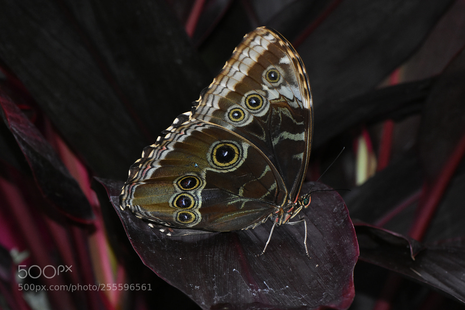 Nikon D7200 sample photo. Butterfly 2018-13 photography