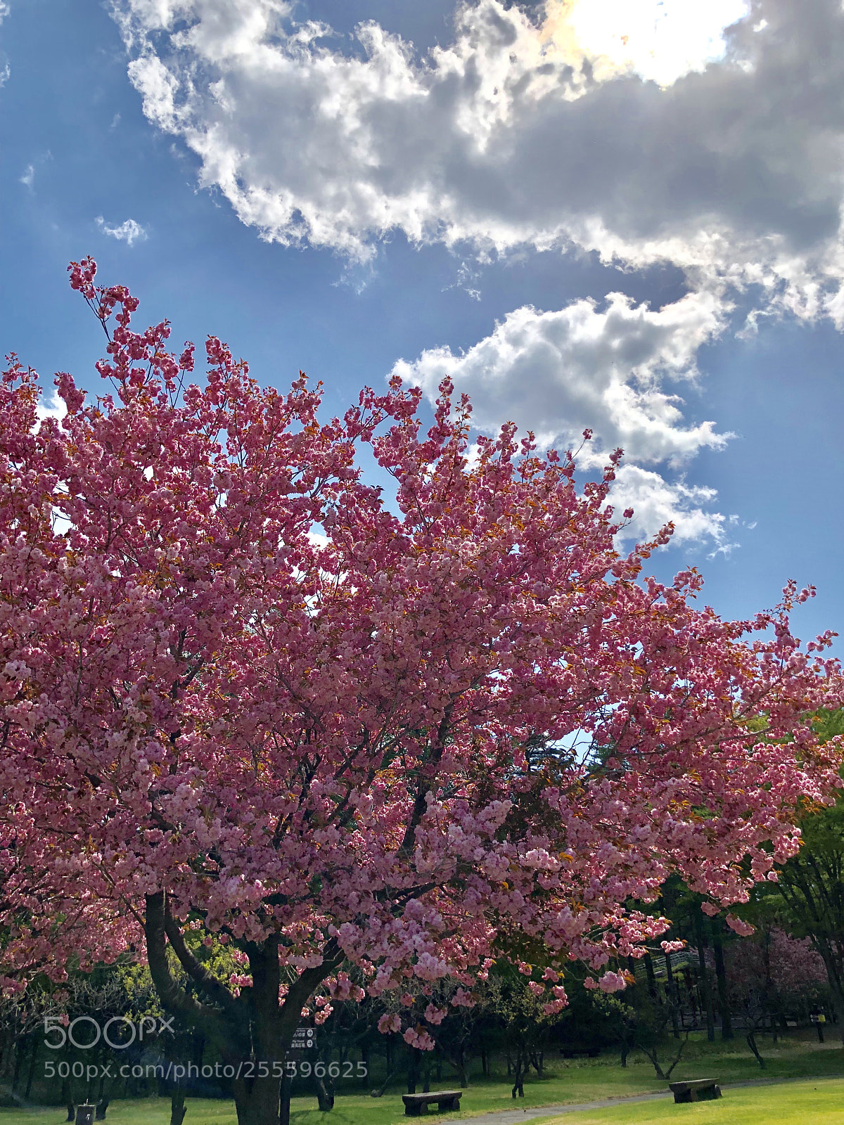 Apple iPhone 8 Plus sample photo. Gw photography