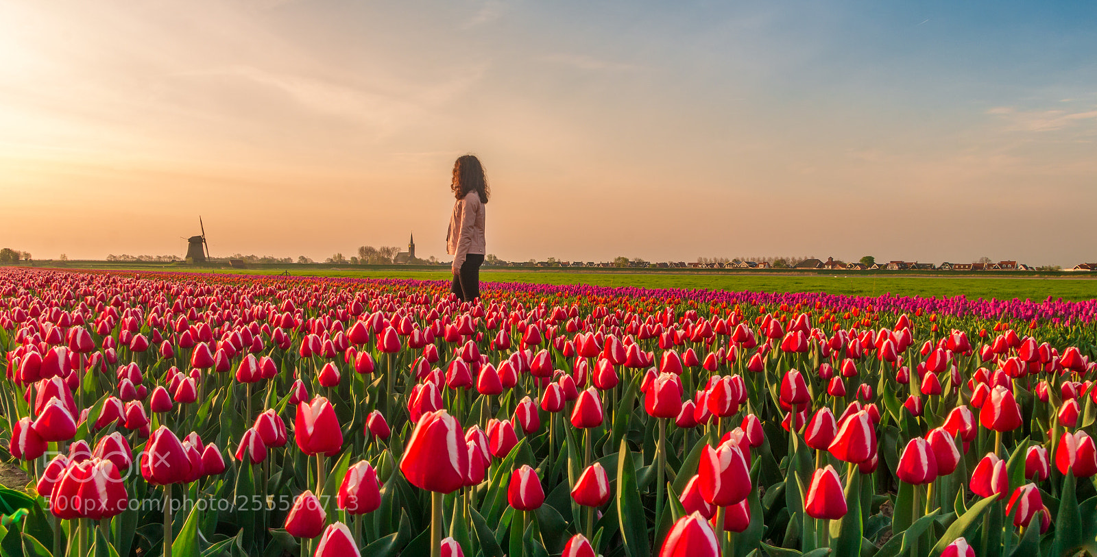 Canon EOS 70D sample photo. Tulip fields photography