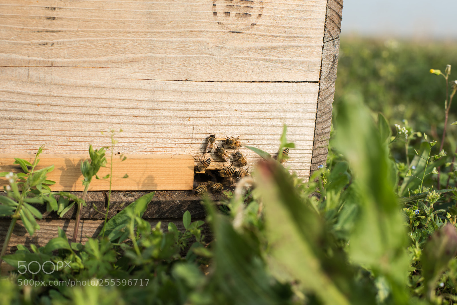 Nikon D810 sample photo. Honey bees photography