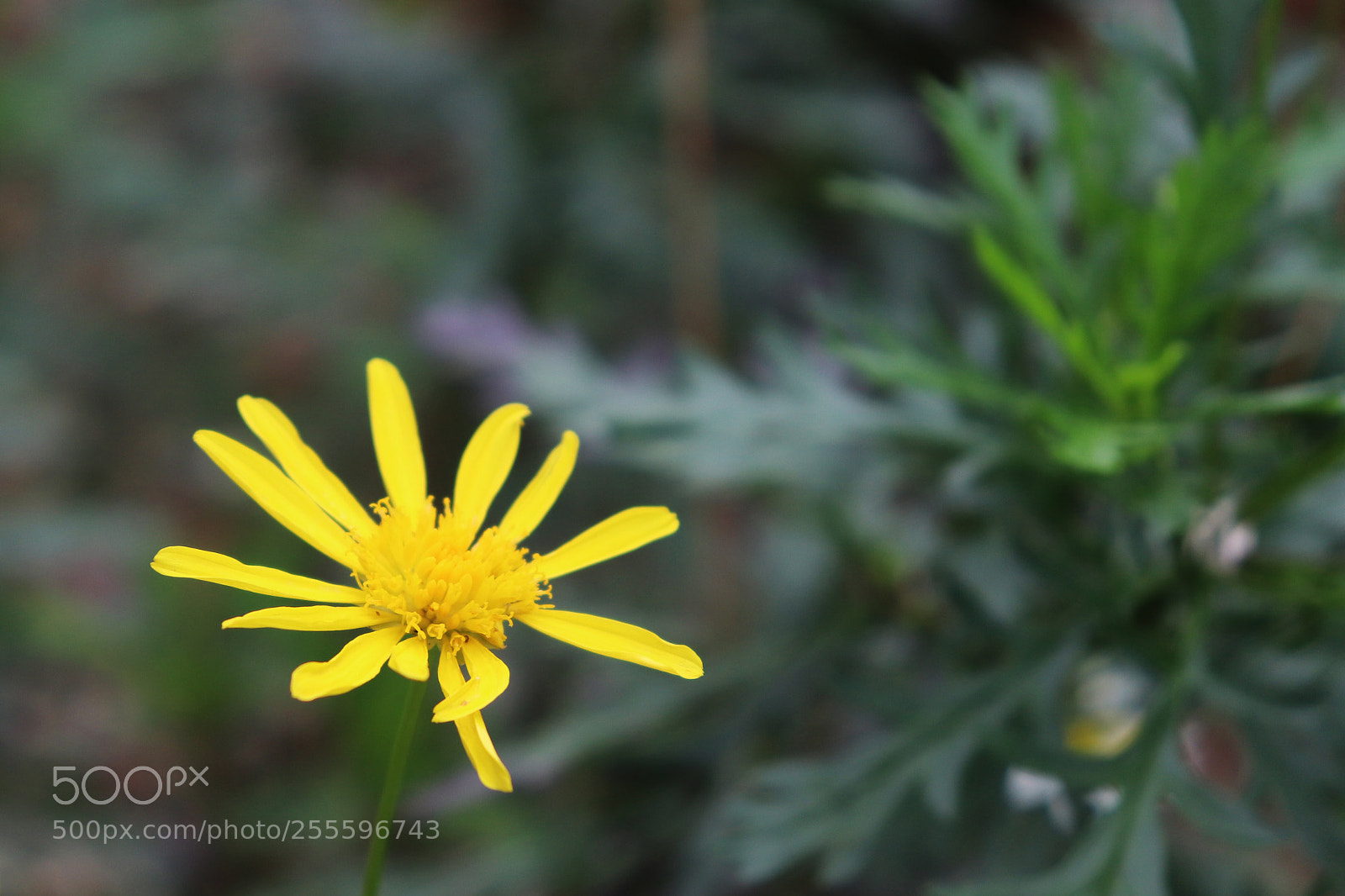 Canon EOS 800D (EOS Rebel T7i / EOS Kiss X9i) sample photo. Solo and emotionally withdrawn! photography